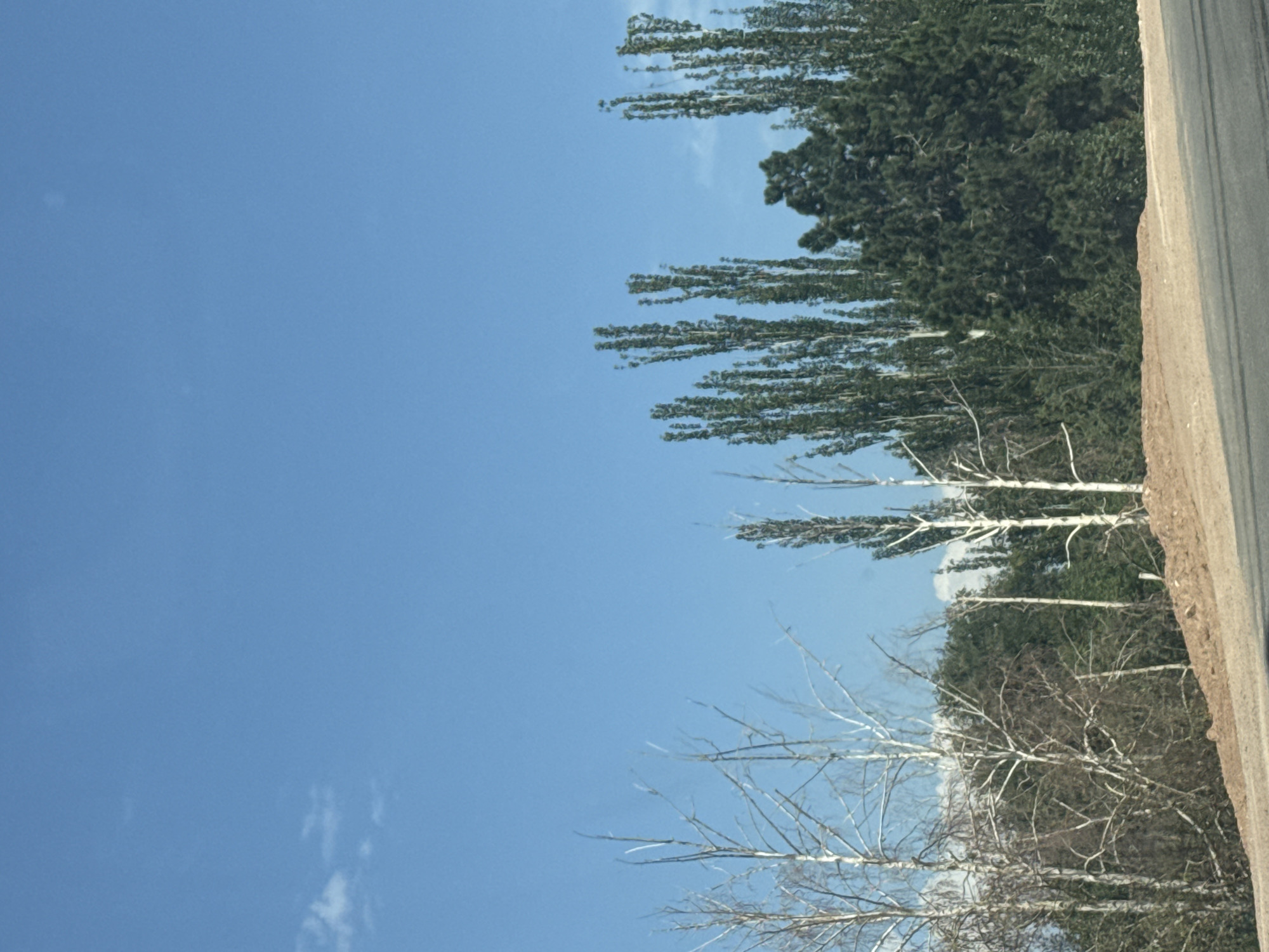 The image depicts a roadside scene with a clear blue sky overhead. In the foreground, a paved road is visible, with a dirt embankment rising behind it. A line of trees and vegetation forms the backdrop. On the left, several bare, white-barked trees are prominent, their delicate branches reaching towards the sky. To the right of these, a dense cluster of tall, slender trees with dark green foliage stands out. Further to the right, a large, dark green coniferous tree is partially visible, and more evergreen trees continue to the edge of the frame. The overall impression is a natural landscape bordering a road, likely outside of a densely populated urban area. The location is specified as Kaji-Say, Kyrgyzstan.