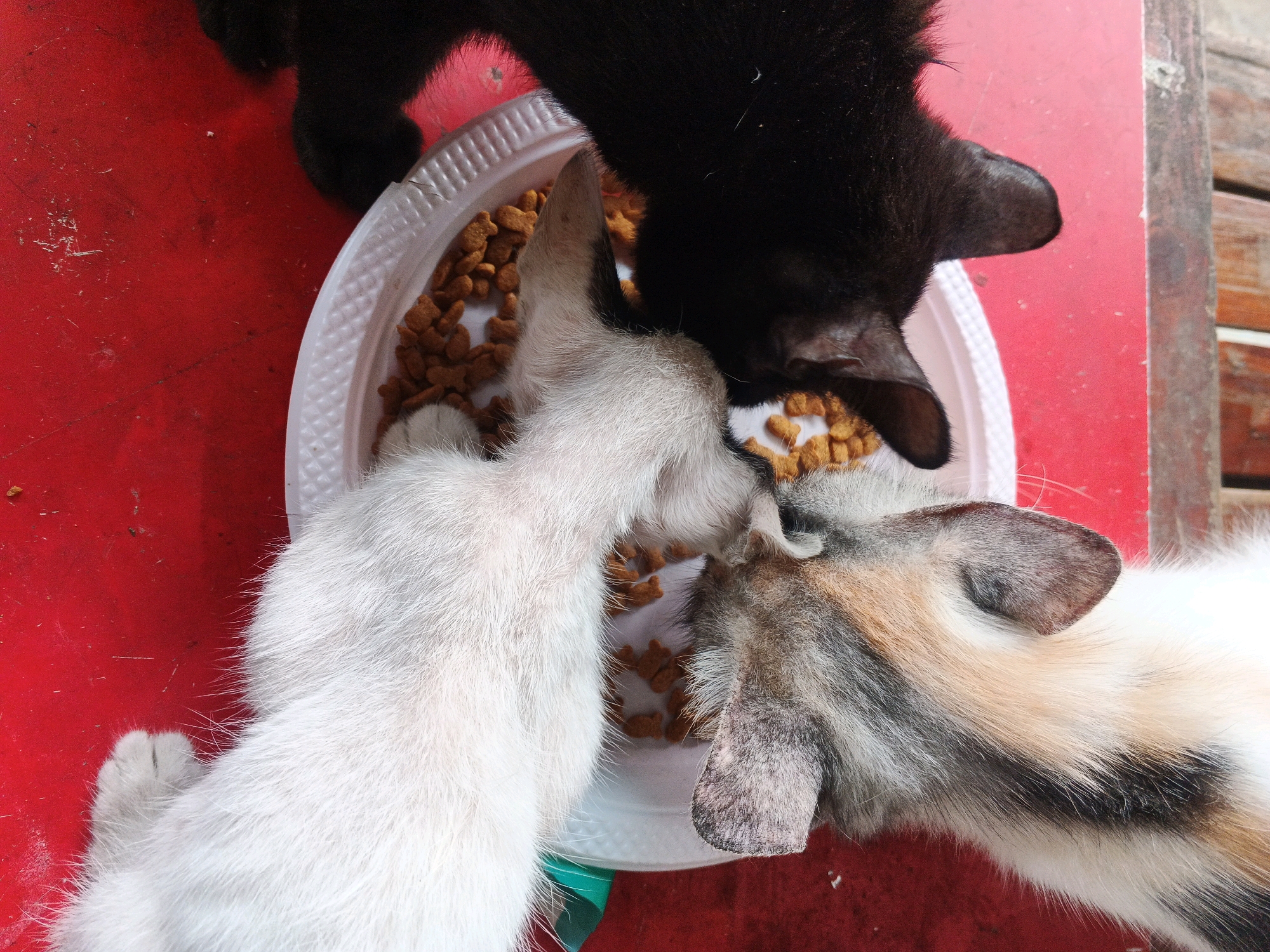 Three cats, one black, one white, and one calico, are huddled around a white plastic bowl filled with dry cat food on a red surface. The cats are eating from the bowl. The scene appears to be outdoors, possibly in a public space, given the red surface which might be a table and the hint of wooden structures in the background, suggesting an urban or semi-urban environment within Kadu, Indonesia.