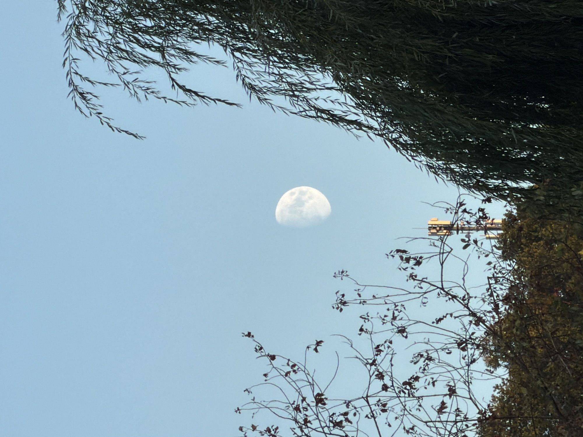 A daytime photograph captures a clear, pale blue sky with a waxing gibbous moon visible slightly off-center to the left. In the foreground, the branches of two distinct trees frame the scene. On the left, a tree with sparse, dark branches and a few remaining leaves is visible. On the right, a large weeping willow tree with long, drooping branches and dark green foliage dominates the right side of the frame. In the lower middle ground, behind the bare branches of the left tree, a cell tower with multiple antennas is positioned above a line of dense green trees. The image appears to be taken in an outdoor urban or suburban setting, likely Schifflange, Luxembourg, given the presence of the cell tower and mixed vegetation. There are no people or animals depicted in the image.