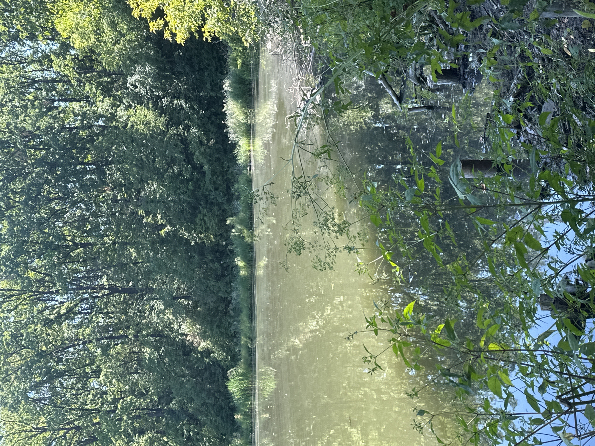 This image depicts a tranquil natural scene near the city of Makiv, Ukraine. The foreground is dominated by lush green foliage and plants growing along the edge of a body of water. The water itself is calm and reflects the surrounding trees, creating a somewhat muted, greenish hue. In the midground, tall trees form a dense wall of green along the far bank of the water. The overall impression is one of natural serenity and undisturbed wilderness.