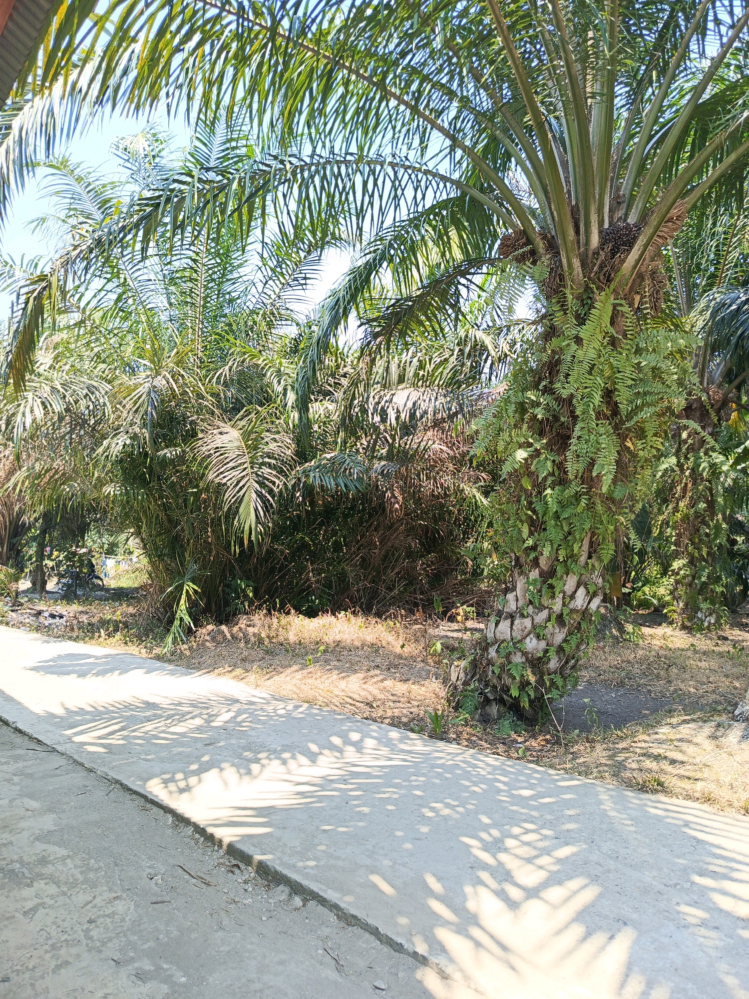 The image depicts a pathway in an outdoor environment, likely in Megang Sakti V, Indonesia, surrounded by abundant vegetation, primarily palm trees. A concrete pathway runs diagonally from the bottom left towards the center of the image, casting dappled shadows of palm fronds on its surface. The pathway appears to be slightly elevated from the surrounding ground, with a visible edge where it meets drier, earthy terrain.
To the right of the pathway, a mature palm tree stands prominently, its trunk covered in patches of greenery, possibly ferns or moss. The tree's fronds are lush and extend upwards and outwards. Beyond this tree, more palm trees and dense undergrowth fill the background, creating a tropical or sub-tropical landscape. The sunlight filtering through the leaves suggests it is daytime. No people are visible in the scene. The environment appears to be a natural or cultivated area with a pathway for access.