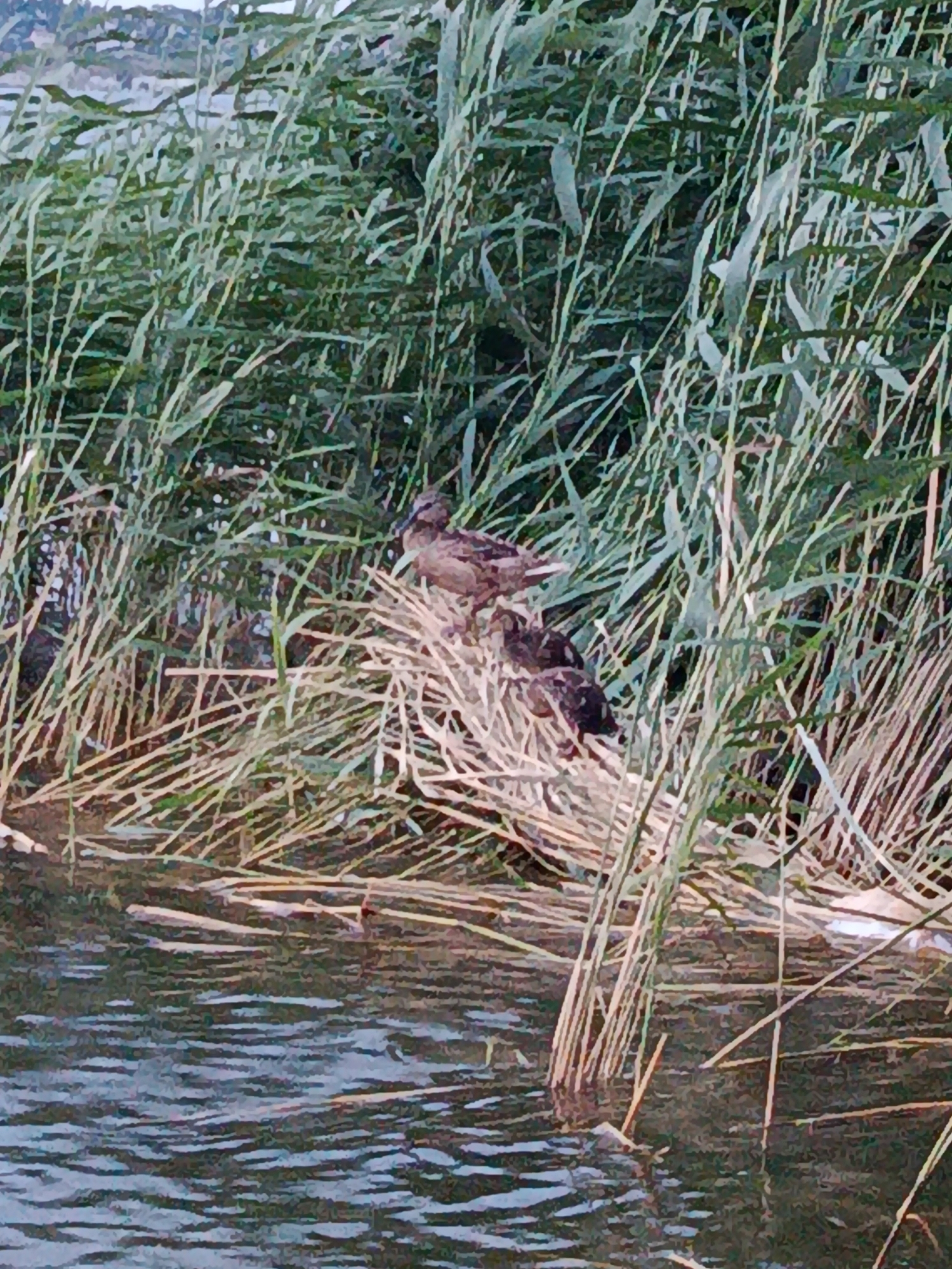 The image depicts a nest of ducks situated on a body of water, surrounded by tall reeds. The nest appears to be constructed from dried reeds and other natural materials. A single adult duck is perched on the nest, while three ducklings huddle together nearby. The water is dark and rippled, suggesting a calm environment. The reeds are dense and green, creating a natural habitat for the ducks. The background is blurred, but hints at a distant shoreline or vegetation. There are no discernible human elements or structures in the scene.