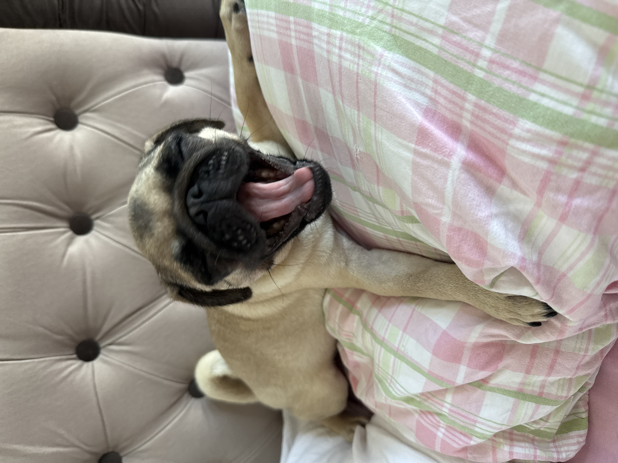 A fawn-colored pug puppy yawns widely while lying on a pink and green plaid blanket. The puppy's eyes are closed, and its tongue is extended. In the background, a tufted headboard with dark buttons is visible. The setting appears to be a bed. The location is Unknown, Unknown.