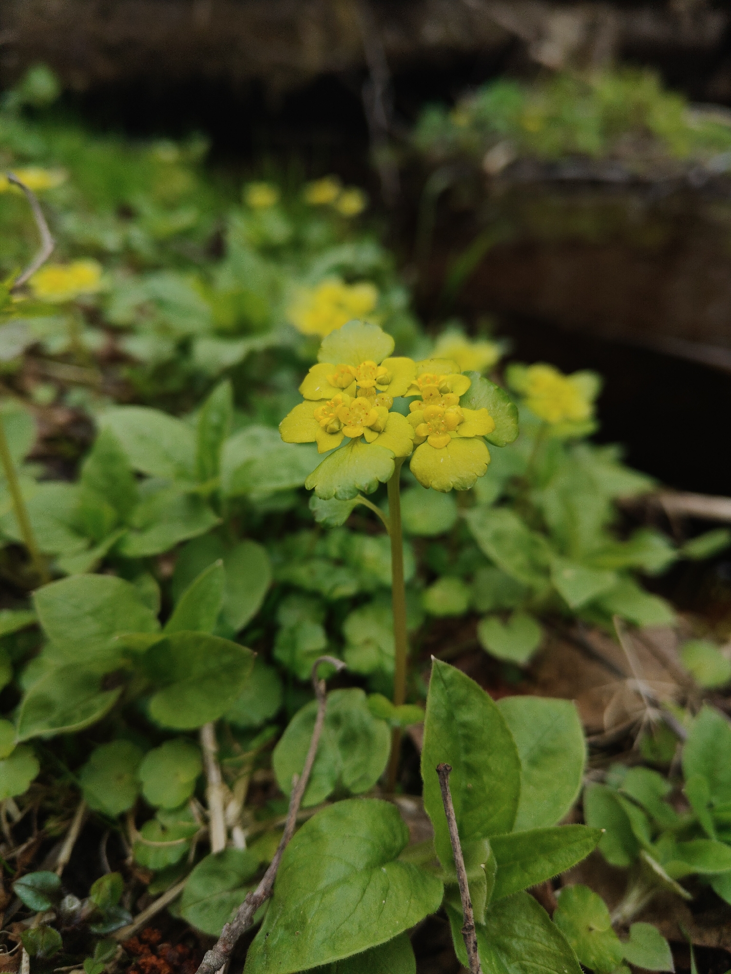 The image depicts a cluster of alternate-leaved golden saxifrage (Chrysosplenium alternifolium) plants. The plants feature small, rounded leaves and clusters of tiny yellow flowers arranged in flat-topped inflorescences. The background suggests a woodland or shaded environment with leaf litter and other vegetation. The location is unknown.