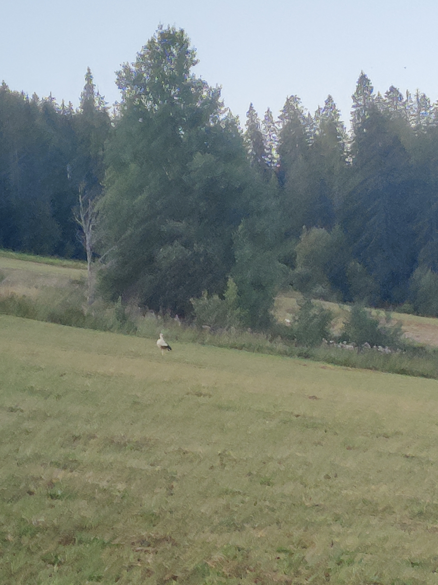 In Izky, Ukraine, a lone white and black bird stands on a grassy slope. The bird is in the middle ground of the image, facing towards the right. The background consists of a dense forest of dark green trees. The sky is a pale, overcast blue. The grass in the foreground is a muted green, with some patches of brown. A slightly elevated area of the slope is visible behind the bird, with more trees at the far back. The scene suggests a natural, rural environment.