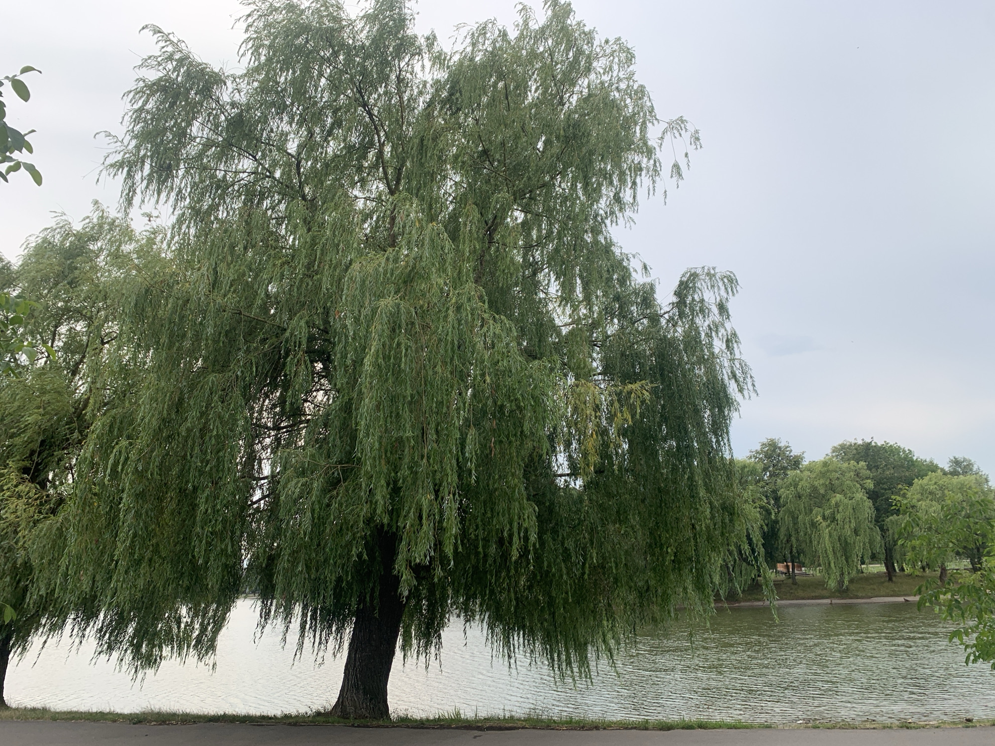 The image captures a serene scene of a weeping willow tree with its branches cascading towards a tranquil body of water, likely a lake or pond. The overcast sky suggests a calm, perhaps humid, day. The foreground features the textured bark of the tree's trunk and a paved path with a strip of grass lining the water's edge. In the background, more trees line the opposite bank, with a hint of buildings visible in the distance. The overall impression is one of natural beauty and peaceful contemplation, possibly within a park or recreational area. The specific location in Kolomyia, Ukraine, is not discernible from the visual elements alone but the description provides a general overview of the depicted environment.
