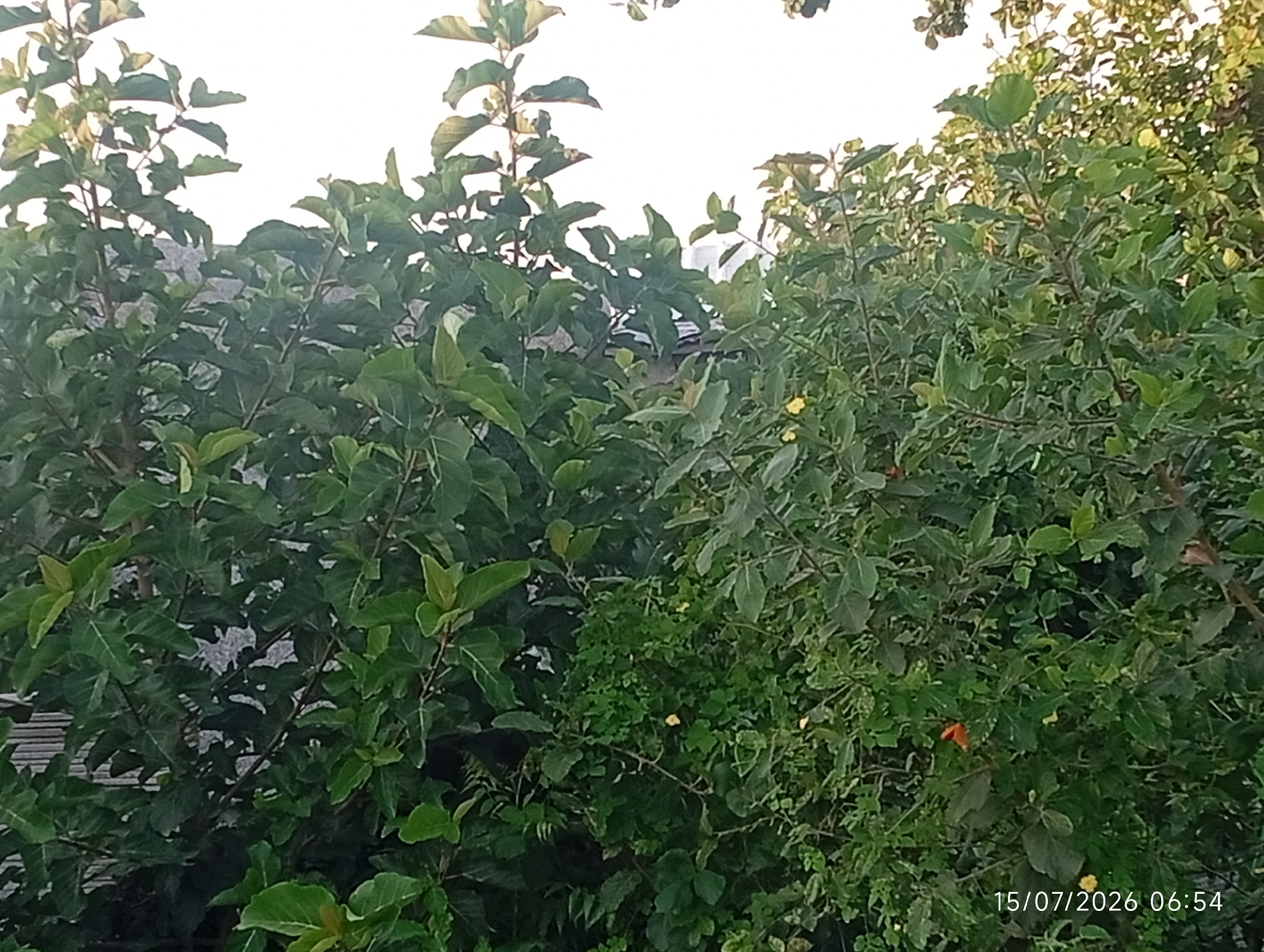 This is a close-up shot of dense green foliage, likely a garden or natural area, with a focus on the leaves and branches of various plants. In the background, a light-colored, possibly overcast sky is visible through the upper parts of the trees. A hint of a grey, textured surface, possibly a building or wall, can be seen through a gap in the leaves on the left side. The overall impression is one of lush vegetation. A date and time stamp, "15/07/2026 06:54", is present in the lower right corner of the image. The scene is set in Bana Stream, Nigeria.