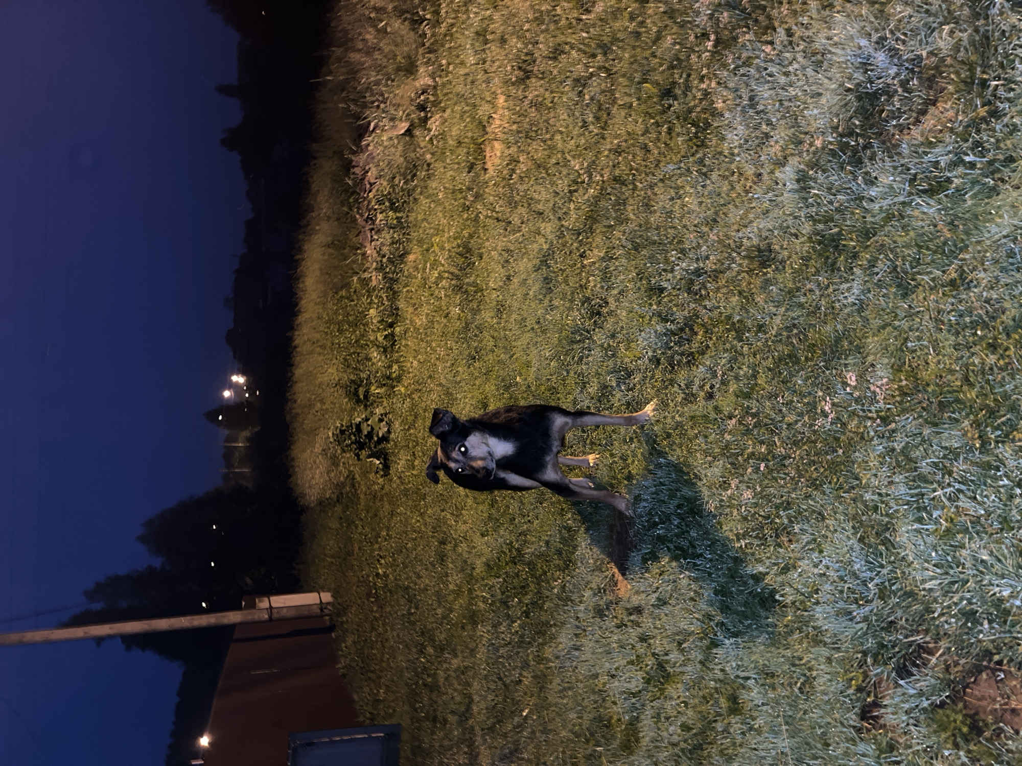 A medium-sized, mixed-breed dog with black and tan fur stands alert in a grassy area at night. Its eyes reflect light, appearing bright white. The dog is facing to the right of the frame, with its head turned slightly towards the viewer. The ground is covered in green grass, which appears somewhat damp and is illuminated by artificial light sources, casting shadows. In the background, a wooden fence runs along the left side of the image, and a utility pole stands nearby. Beyond the fence and pole, trees and distant lights are visible, suggesting a suburban or rural setting on the outskirts of Nizhny Tagil, Russia. The sky is dark blue, indicating it is nighttime.