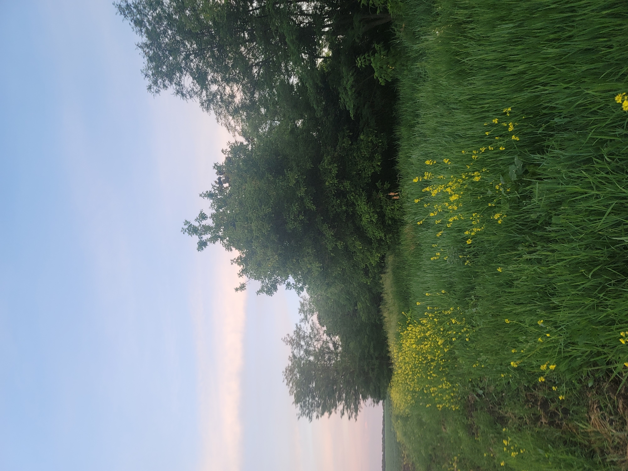 An exterior, eye-level, medium shot captures a scene of tall, lush green grass interspersed with small yellow wildflowers. To the right of the frame, a dense line of trees forms a natural barrier, their leaves a deep green. The sky above is a soft gradient of pale blue with a hint of pinkish-white clouds near the horizon, suggesting either dawn or dusk. A darker, tilled field or path is visible along the left edge of the image. The overall impression is one of a serene, natural landscape, possibly a rural or park setting.