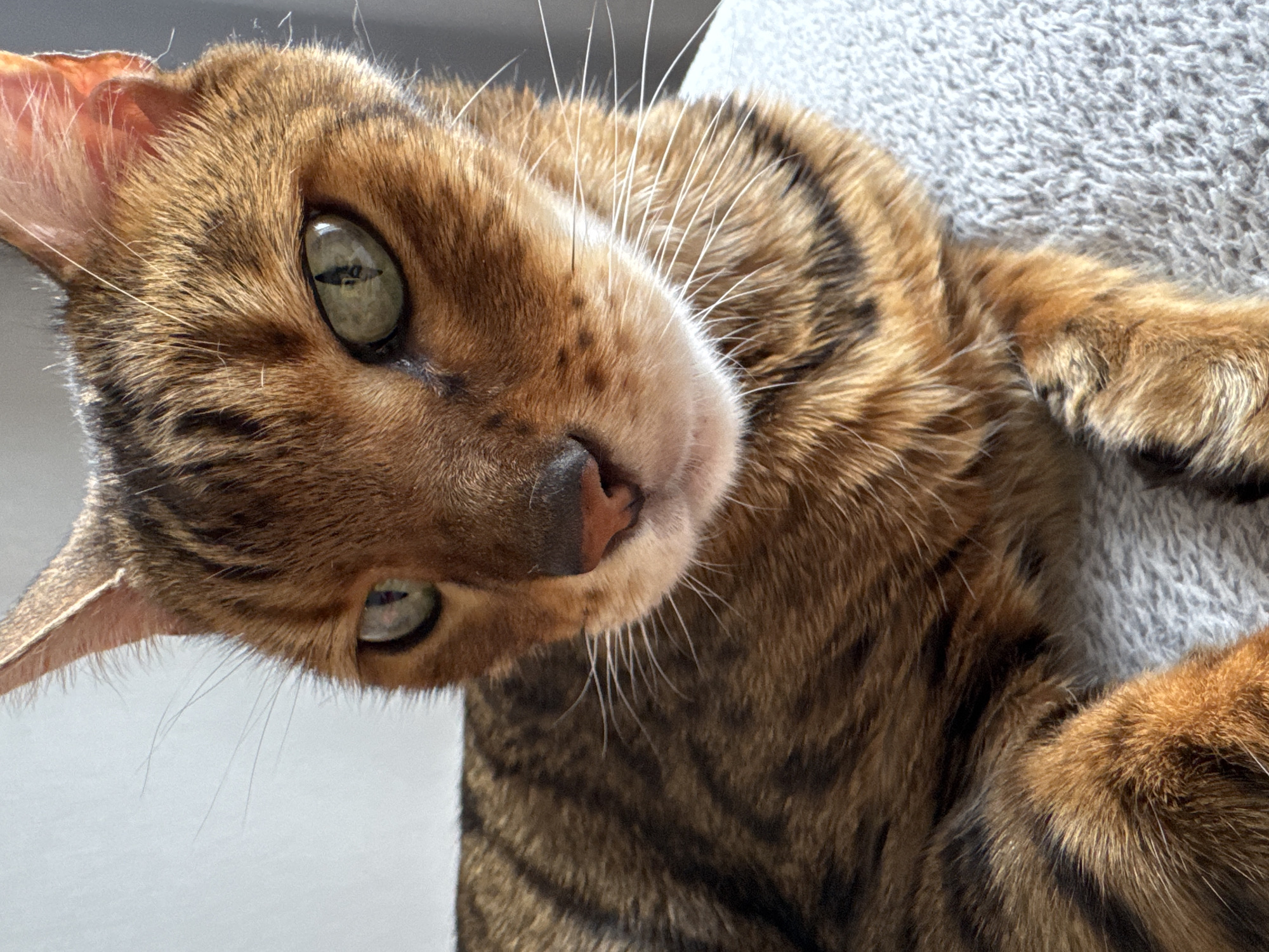 A close-up, eye-level shot shows the face of a Bengal cat. The cat has green eyes, a pink nose, and brown fur with black spots and stripes. The cat is lying down on a textured gray surface, possibly a blanket or rug. The background is a light gray wall. The lighting is natural, coming from the left side of the frame.