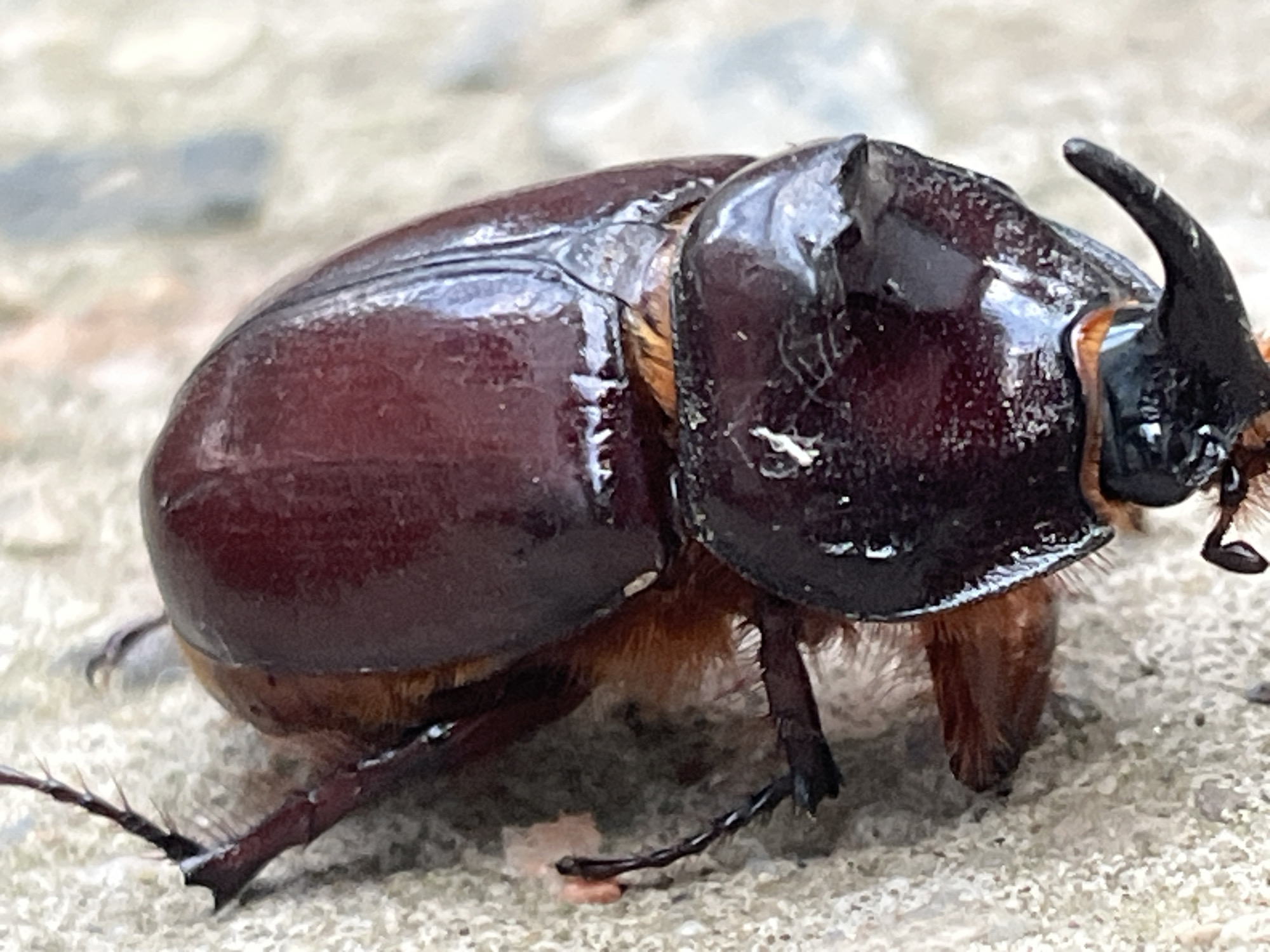 A close-up, eye-level, horizontal shot focuses on a rhinoceros beetle resting on a rough, sandy surface. The beetle's shell is a deep, glossy burgundy, reflecting light in several areas. It has a prominent, dark horn curving upwards from its head. The beetle's legs are dark and spindly, with some appearing to be in motion. The background is out of focus, showing muted tones of gray and beige, suggesting an outdoor environment. There are no people or other animals visible in the image. The scene is devoid of any specific details that would indicate a location within the city of Krasnyye Barrikady, Russia.