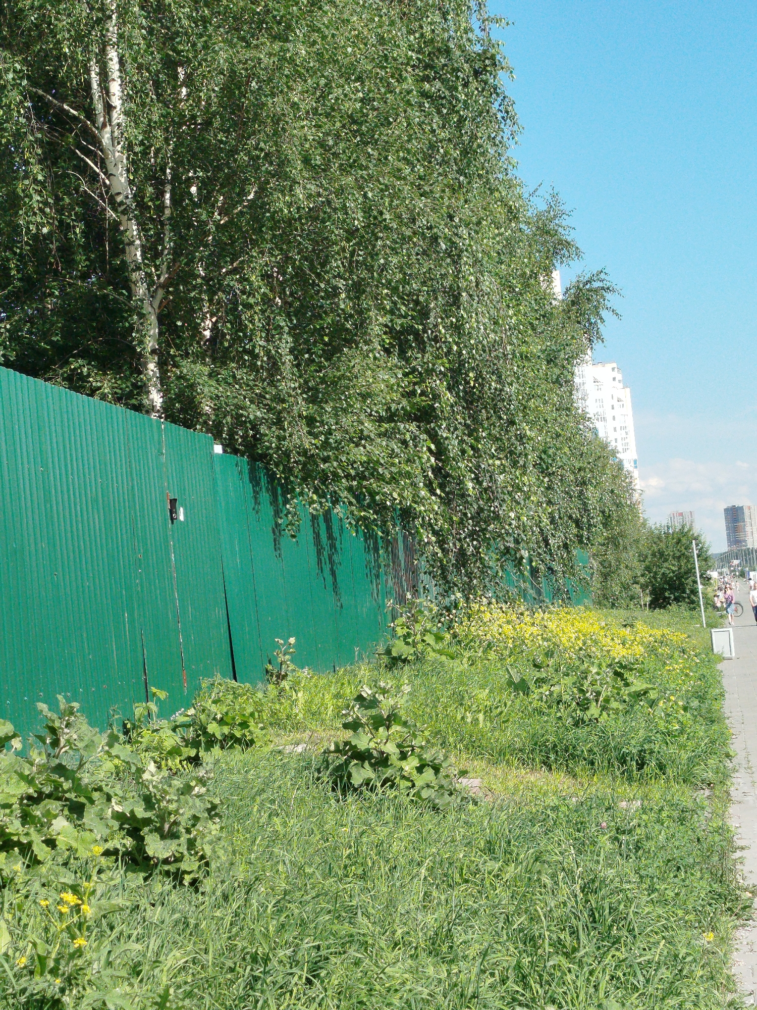 The image shows a green corrugated metal fence bordering a patch of overgrown grass and yellow wildflowers. Beyond the fence, several large trees with white bark and green foliage are visible, casting shadows. In the background, modern high-rise buildings rise against a clear blue sky. A paved sidewalk runs along the right side of the image, with a few people walking and one person on a bicycle. The scene suggests an urban environment with natural elements.