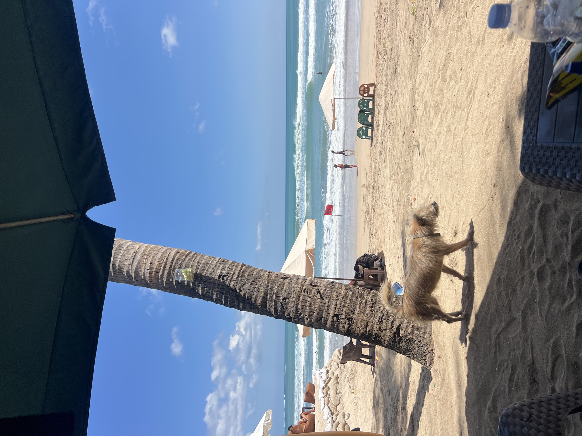A medium-sized, tan-colored dog with shaggy fur walks across a sandy beach in Kuta, Indonesia. The dog is in the foreground, facing left, with its tail held high and its mouth slightly open. Behind the dog, a large palm tree stands tall, its rough bark textured and weathered. A clear plastic cup with some yellow items inside is attached to the tree trunk about halfway up. In the middle ground, beach umbrellas provide shade, with one large tan umbrella and three green plastic chairs and one brown plastic chair positioned beneath it. Further back, people are visible near the shoreline, some walking and others appearing to be in the water. The ocean waves are rolling in, with white foam cresting the turquoise water. A red flag is planted in the sand near the water's edge, indicating a potential hazard or boundary. The sky above is a clear, vibrant blue with a few scattered white clouds. In the immediate foreground, the edge of a dark woven table with a plastic water bottle and a package is visible, suggesting a seating area for beachgoers. The overall scene captures a typical day on a tropical beach.