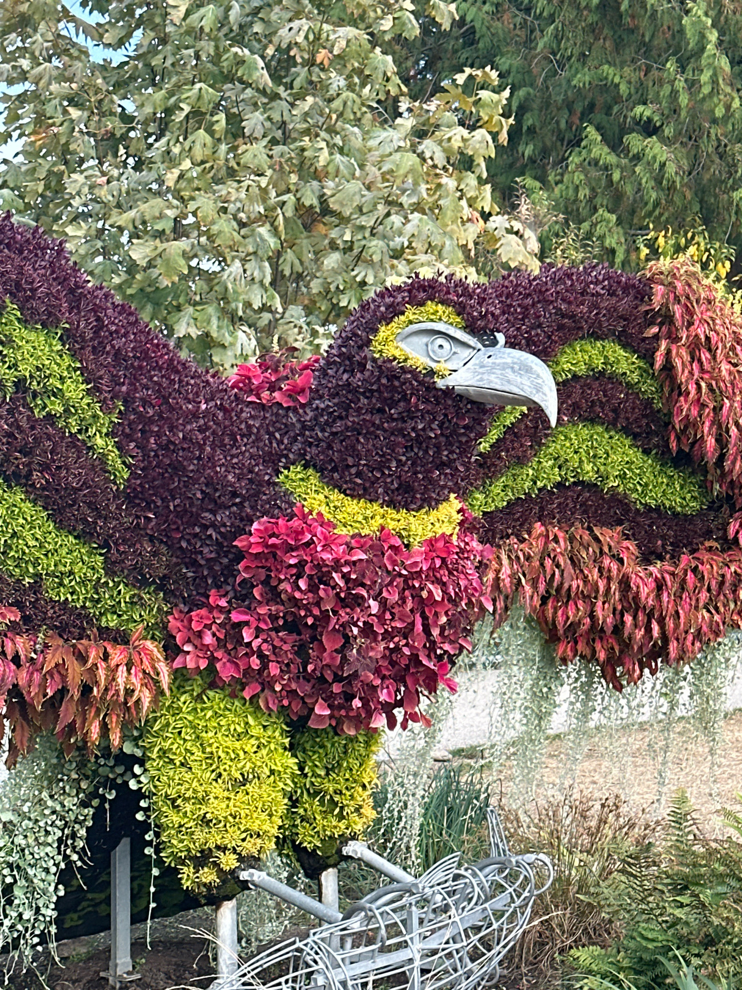 A topiary sculpture of an eagle's head and upper body, constructed from various colorful plants, is displayed outdoors. The sculpture features a prominent beak, an eye detail made of metal, and is adorned with a variety of foliage in shades of deep purple, vibrant green, bright yellow, and red. The background consists of lush green trees and foliage, with a hint of blue sky. In the foreground, there are hints of metal structures, possibly part of the sculpture's support or other garden elements. This artwork is located at the Bloedel Conservatory in Vancouver, British Columbia, Canada.