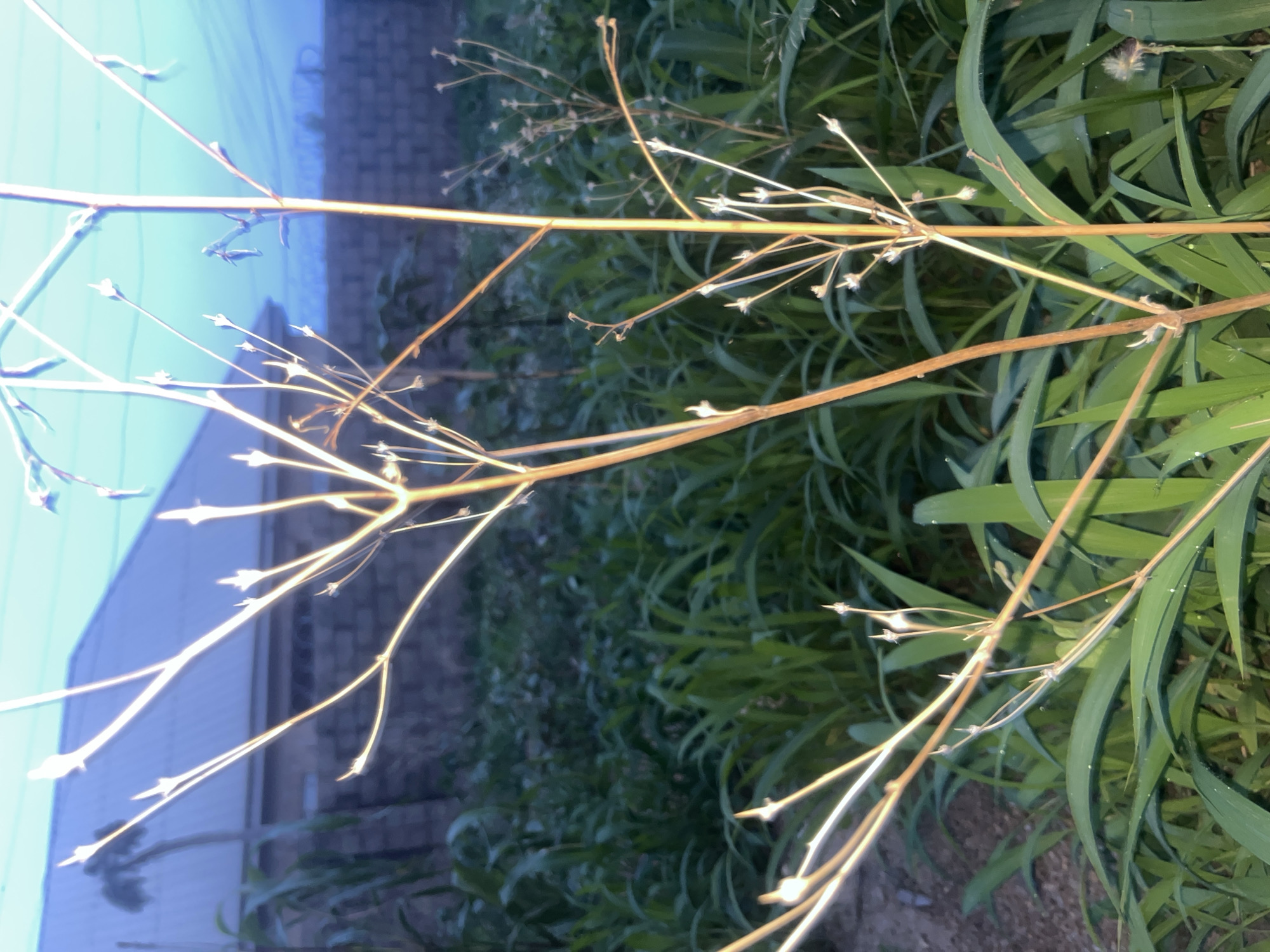 The image shows vegetation, with long, green blades of grass interspersed with dry, brown stems and seed heads. The seed heads are delicate, with small, pointed tips. In the background, a building is partially visible under a blue sky. The location, Barakin Akawo, Nigeria, cannot be verified from the image. There are no people visible, and the focus is on the plant life.