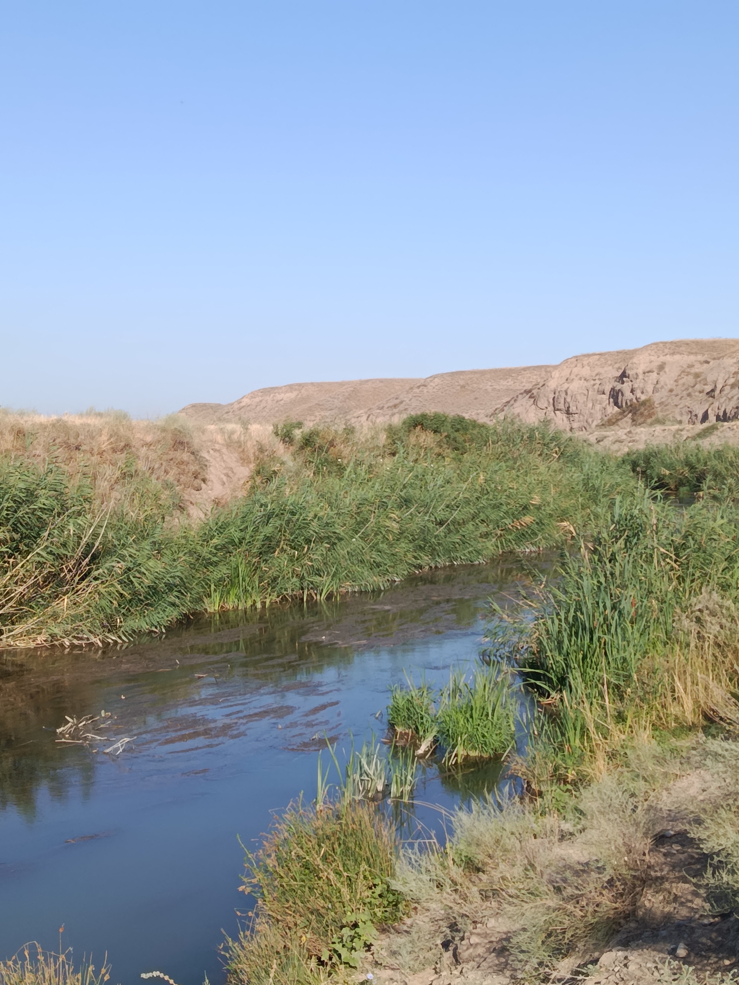 A narrow, murky waterway flows through a sparsely vegetated landscape. The water is dark and reflects the muted sky. The banks of the waterway are overgrown with tall, green reeds and dry, brown grasses. In the background, rolling hills of dry earth rise, their surfaces eroded by time and weather. The sky above is a clear, pale blue, with no clouds in sight. The scene is one of natural desolation, with a hint of life provided by the persistent vegetation clinging to the water's edge. This location is in the city of Kenes, Kazakhstan.