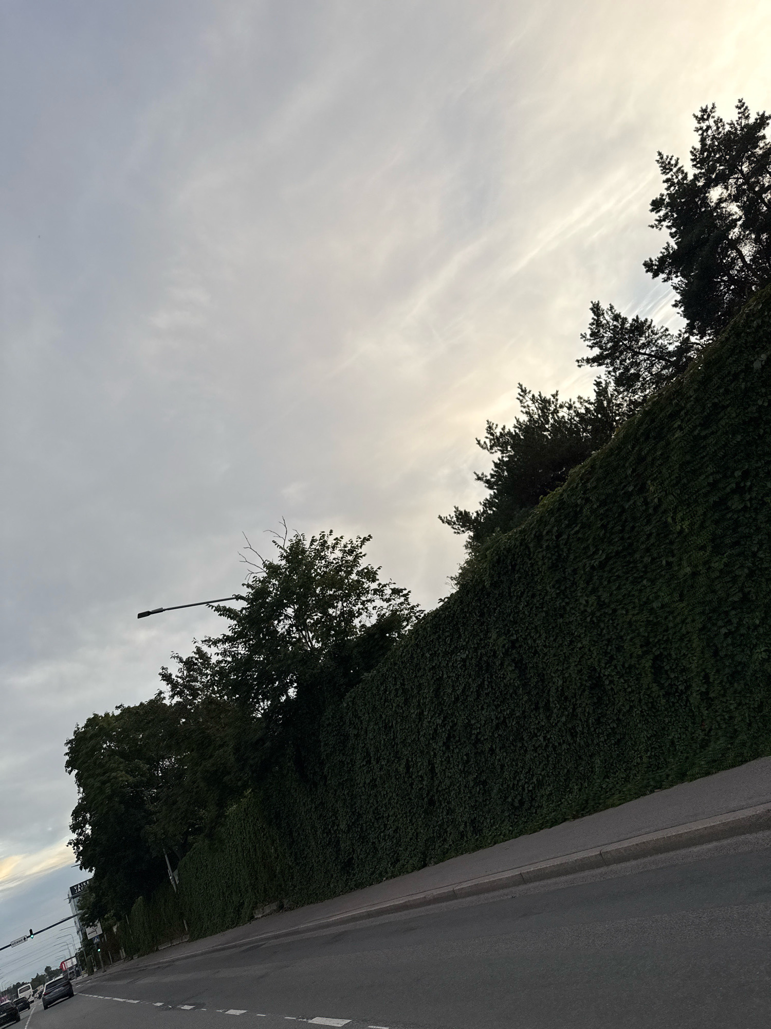 A street-level, oblique photograph captures a dense, dark green ivy-covered hedge lining the right side of a paved road. The hedge extends into the distance, forming a visually dominant element in the composition. Above the hedge, silhouetted against a pale, overcast sky with wispy clouds, are the dark shapes of trees, some with bare branches and others with full foliage. A tall, dark street lamp with a single light fixture extends horizontally from the left side of the frame, over the hedge and trees. The road in the foreground is asphalt, with a grey curb separating it from the hedge. Faint white road markings are visible on the asphalt. In the far left distance, the top of a multi-story building with white signage is visible, along with traffic lights and a few vehicles on the road. The overall scene suggests a somewhat overcast day in an urban or suburban environment, possibly in Tallinn, Estonia, given the architectural style and signage.