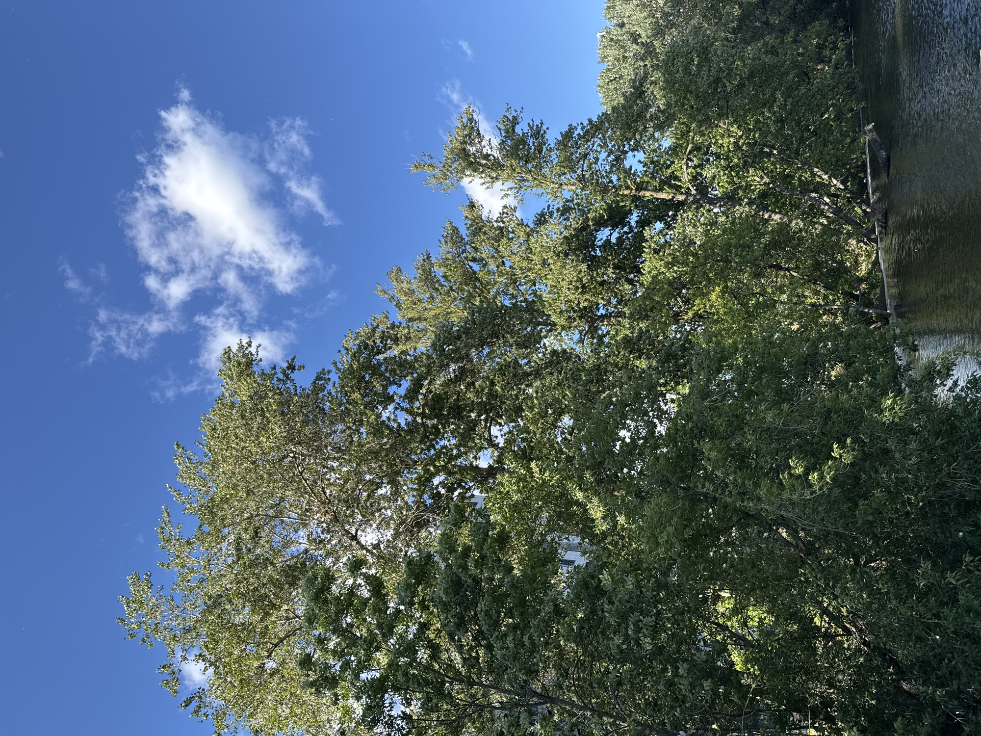 The image captures a scenic view of a body of water, likely a river or canal, bordered by lush green trees under a bright blue sky with scattered white clouds. The trees, predominantly deciduous with full foliage, create a dense canopy that partially obscures the sky in places. Sunlight filters through the leaves, casting dappled shadows. In the foreground, the water's surface is dark and reflective, with ripples indicating a gentle movement. A fallen tree trunk is partially submerged in the water near the bank, adding a natural element to the scene. The composition suggests a tranquil, outdoor environment. The location is identified as Saint Petersburg, Russia, implying a potentially urban park or waterfront area within the city. There are no people visible in the image, and no specific actions or interactions are depicted.