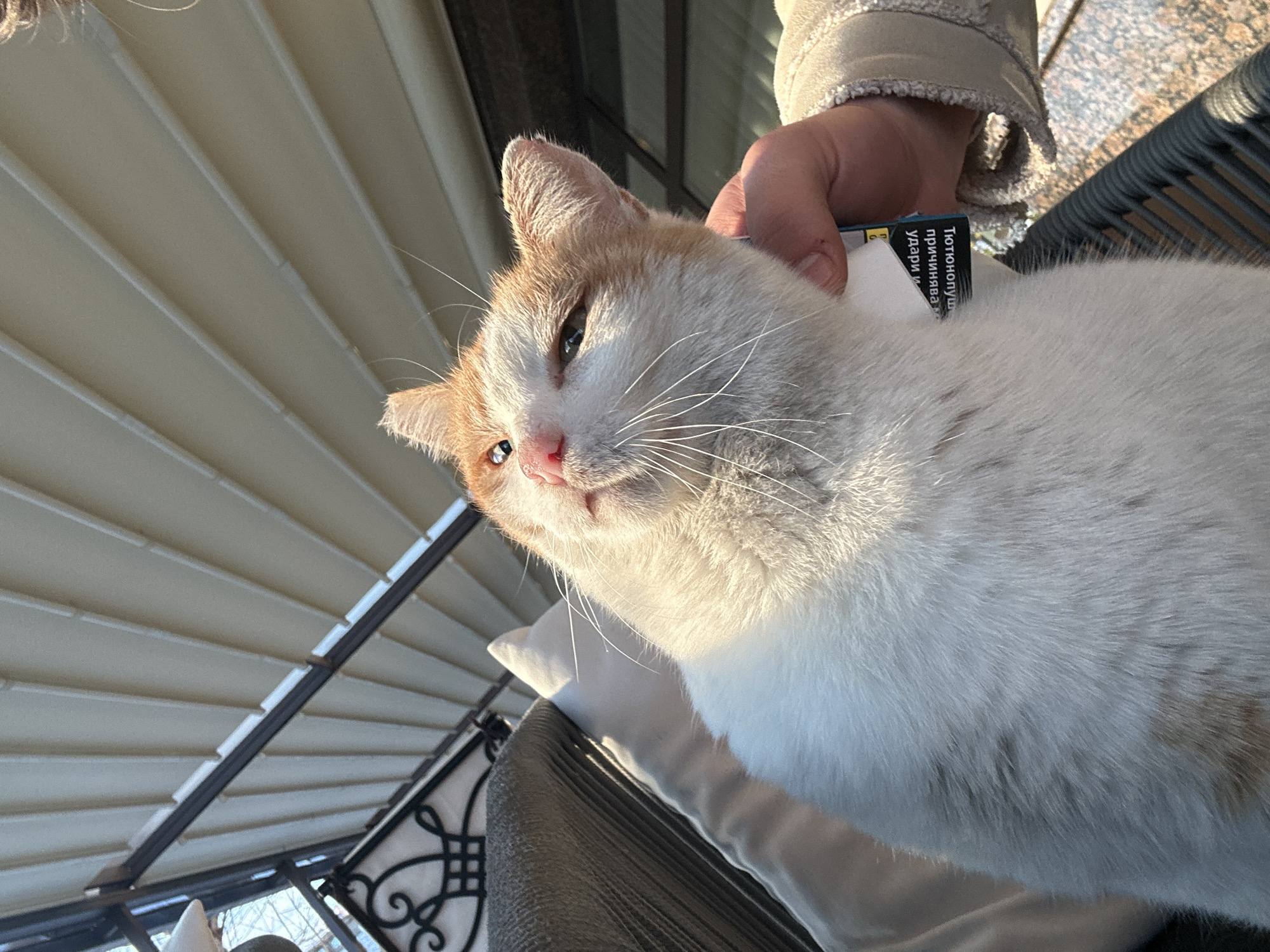An adult domestic short-haired cat, primarily white with ginger patches on its head and ears, is depicted in close-up, illuminated by strong sunlight. The cat has light green eyes and a pink nose, with prominent white whiskers, and is looking upward and slightly right with a relaxed, partially narrowed-eye expression. A human hand, wearing a beige or light brown jacket with a textured cuff, gently supports the cat's lower neck/upper chest area on the right side of the frame. Partially visible behind the cat's neck and held by the hand is a cigarette packet displaying Cyrillic text, including a health warning that reads in part "Тютюнопушене причинява..." (Smoking causes...). To the left of the cat, white and grey cushions are visible, suggesting a seating arrangement. The cat appears to be on a dark, possibly wicker or rattan, chair. The flooring in the lower right corner is a speckled, light-colored tile. The scene is set outdoors under a light-colored, retractable fabric awning or pergola with dark metal framing, suggesting a cafe or restaurant terrace or a private balcony. The specific location within Plovdiv, Bulgaria, cannot be precisely determined from the visual information, but the general setting and the Bulgarian text on the cigarette packet are consistent with typical outdoor leisure spaces found within the city.