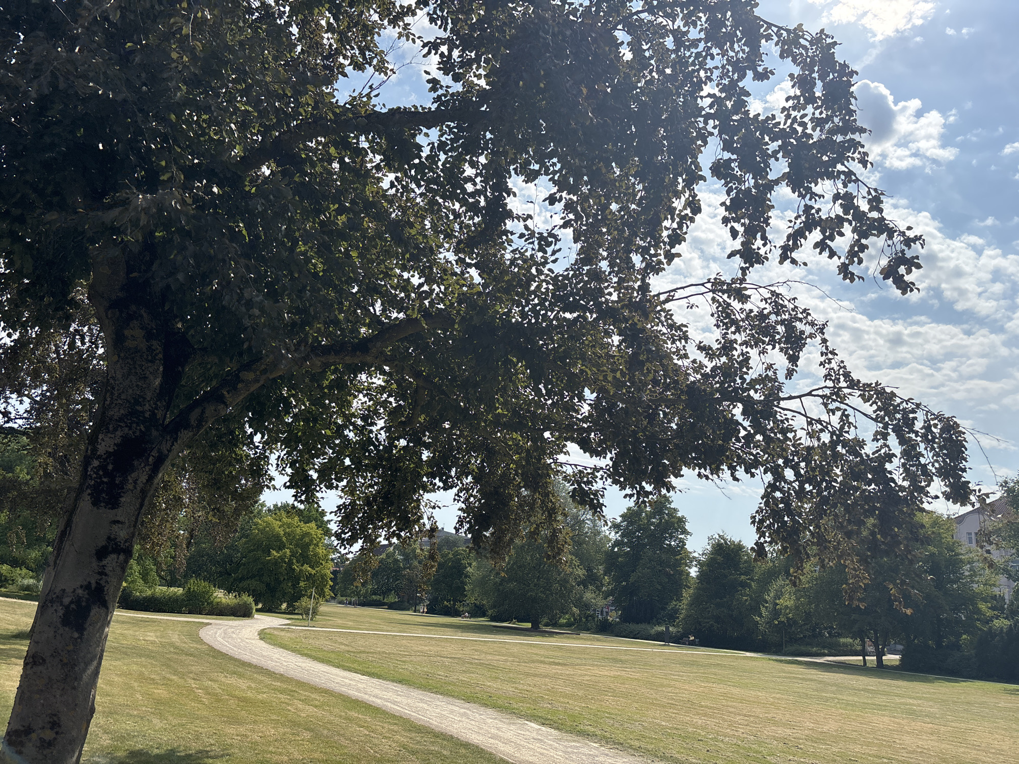The image shows a curved gravel path winding through a sun-dappled park. A large tree with dark leaves dominates the left foreground, its trunk textured and weathered. The path leads into a wide expanse of mown grass, dotted with mature trees in the middle ground and background. In the distance, on the right side, a building with a mansard roof is visible, suggesting an urban park setting. The sky is a bright blue, punctuated by fluffy white clouds. This park is located in the city of Celle, Germany.
