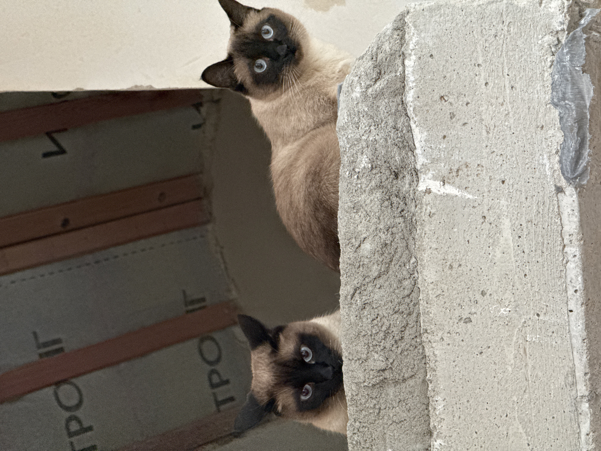 A Siamese cat is seen peering down from the top of a gray concrete structure. The cat has a light brown body with a dark brown face, ears, and paws, and striking blue eyes. Below the cat, a reflection or second cat appears on a surface with visible markings in a language that includes the letters "TPO". The background shows construction or renovation, with wooden beams and insulation. The location is suggested as Steklyannyi, Russia. The scene captures the cat's curious gaze amidst a construction environment.