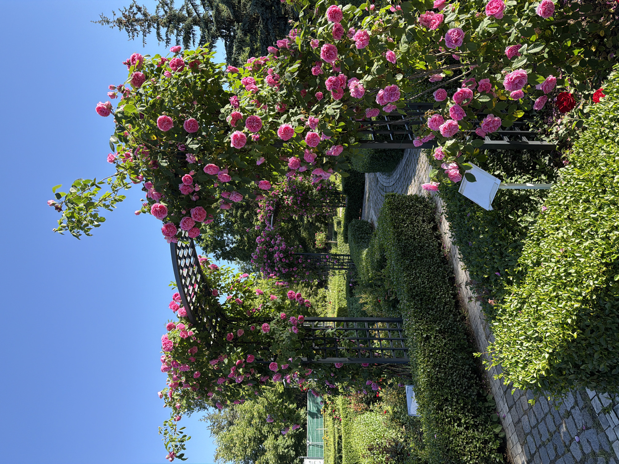 The image depicts a rose garden in Sofia, Bulgaria. A pathway made of grey cobblestones stretches into the distance, flanked by neatly trimmed green hedges. Above the path, a series of dark metal arches support an abundance of pink roses in full bloom. A clear blue sky is visible above the roses and arches. The garden is lush and well-maintained, suggesting a public park or botanical garden. The scene is peaceful and serene.