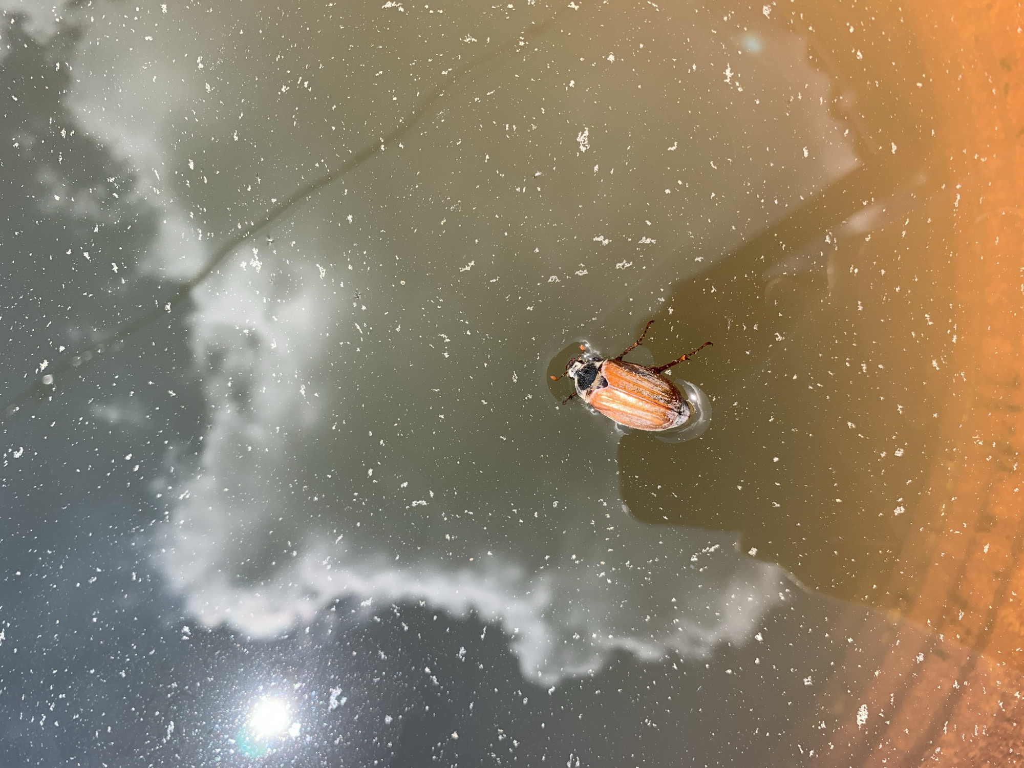A single, orange-brown beetle floats on the surface of a body of water. The water is murky and appears to have a reflection of a cloudy sky, with a bright sun glare in the upper left quadrant. Small white particles are scattered across the water's surface. The reflection in the water suggests a shadowy figure, possibly a person, is observing the scene. The ground or edge of the water body is visible in the lower right corner, with an orange gradient applied to the image. The location is identified as Бучацінскі сельскі Савет, Belarus.