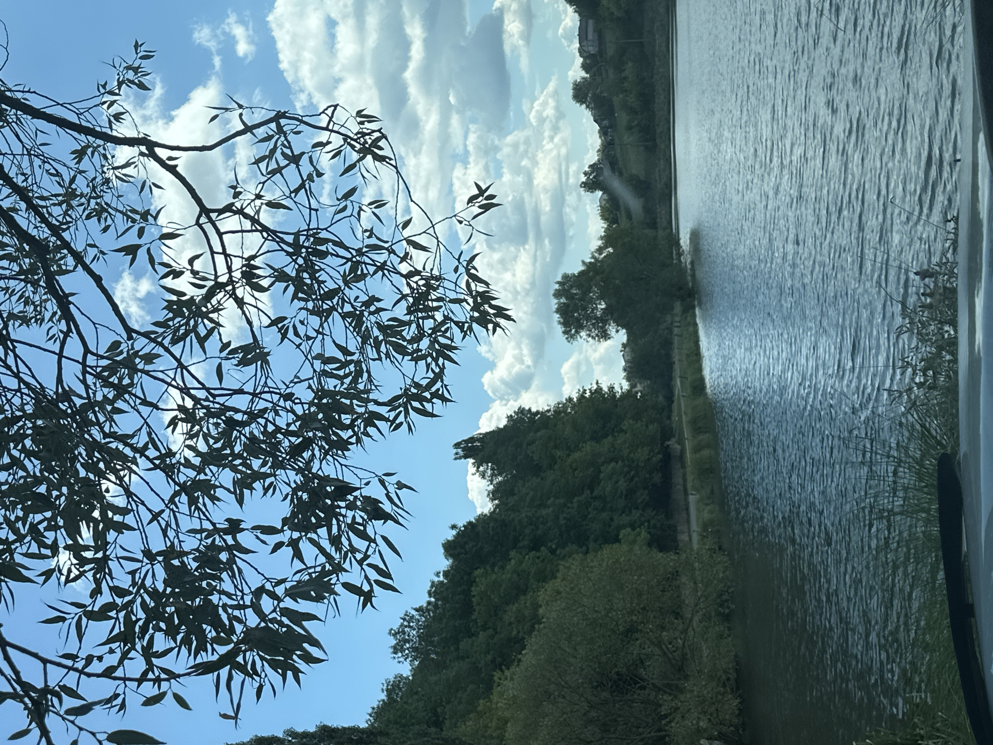 This image captures a scenic view of a body of water, likely a lake or large pond, on a partly cloudy day. The foreground is partially obscured by the dashboard of a vehicle. Overhead, the branches and leaves of a deciduous tree, silhouetted against the sky, dominate the top portion of the frame. The leaves are long and slender.
The middle ground reveals a shoreline lined with lush green trees and vegetation. A narrow, unpaved path runs along the edge of the water. The water itself is a deep blue, rippled by a gentle breeze. In the distance, across the water, a gentle slope rises, covered with more trees and dotted with several houses. The sky is a bright blue, interspersed with large, fluffy white clouds.
The image is presented as if taken from a car parked near the water's edge, overlooking the lake and its surroundings. The scene suggests a tranquil, natural environment, possibly a park or a recreational area, situated in or near the city of Makiv, Ukraine, known for its picturesque landscapes. There are no visible people or specific actions, but fishing rods are visible in the water near the shore in the lower right section of the image.