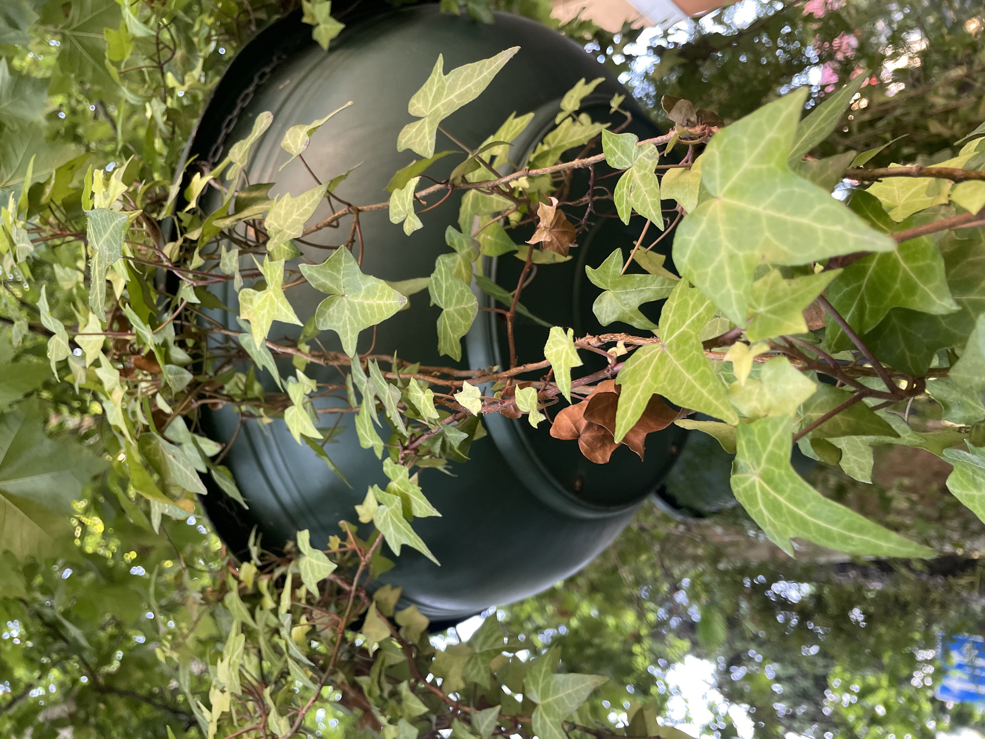 This is a close-up, low-angle, outdoor shot of an English ivy plant in a dark green hanging planter. The planter is partially visible, suspended from chains, and filled with the trailing vines of the ivy. The ivy leaves are a vibrant green, with some lighter green variations and a few brown, dried leaves scattered among them. The background is a blur of green foliage and dappled sunlight, suggesting the planter is hanging from a tree or other overhead structure in a natural setting. The location is identified as Sochi, Russia. There are no people or animals visible in the image, and no discernible action is taking place. The scene is tranquil and focuses on the natural beauty of the plant and its immediate surroundings.