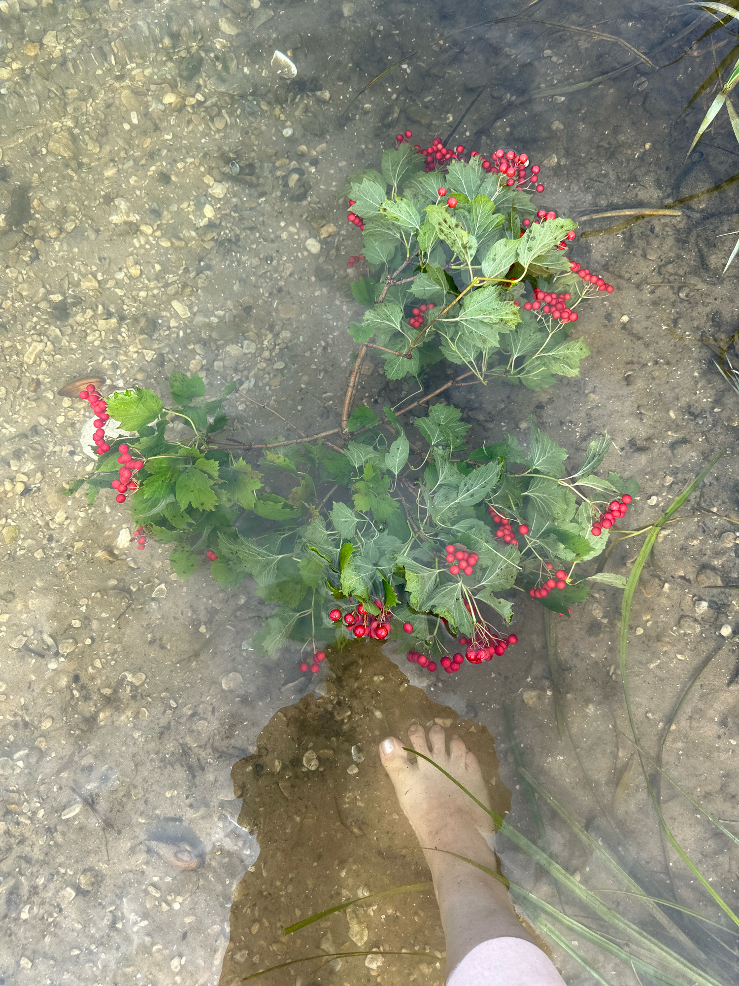 A close-up, overhead shot shows a person's bare foot submerged in shallow, clear water. The foot is pale and positioned in the lower right quadrant of the image, with toes pointing slightly upward. The water reveals a sandy and pebbly bottom with scattered seashells and some submerged green aquatic plants. A branch with bright red berries and green leaves floats in the water above the foot, partially obscuring the bottom. The scene appears to be a natural body of water, possibly a shallow riverbank or lake shore. The location is identified as Verkhneye Kazachye, Russia.