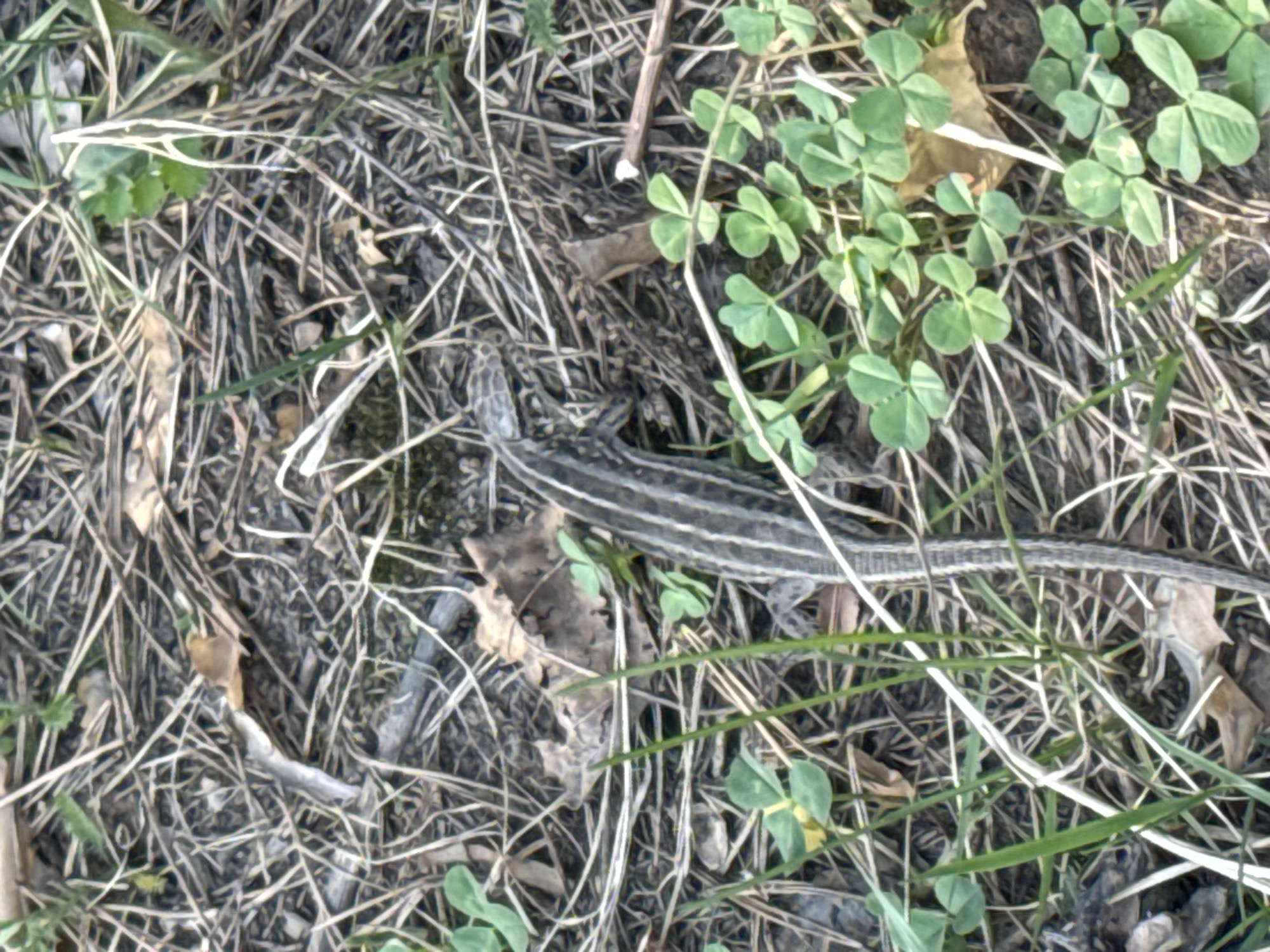 The image shows a lizard in a grassy and earthy environment. The lizard, positioned diagonally from the upper left to the lower right of the frame, is gray with darker stripes along its body. It is surrounded by dry grass, clover, and small twigs on the ground. The overall impression is of a natural setting. It is not possible to determine the location in the city of Chaikovsky, Russia from the image.