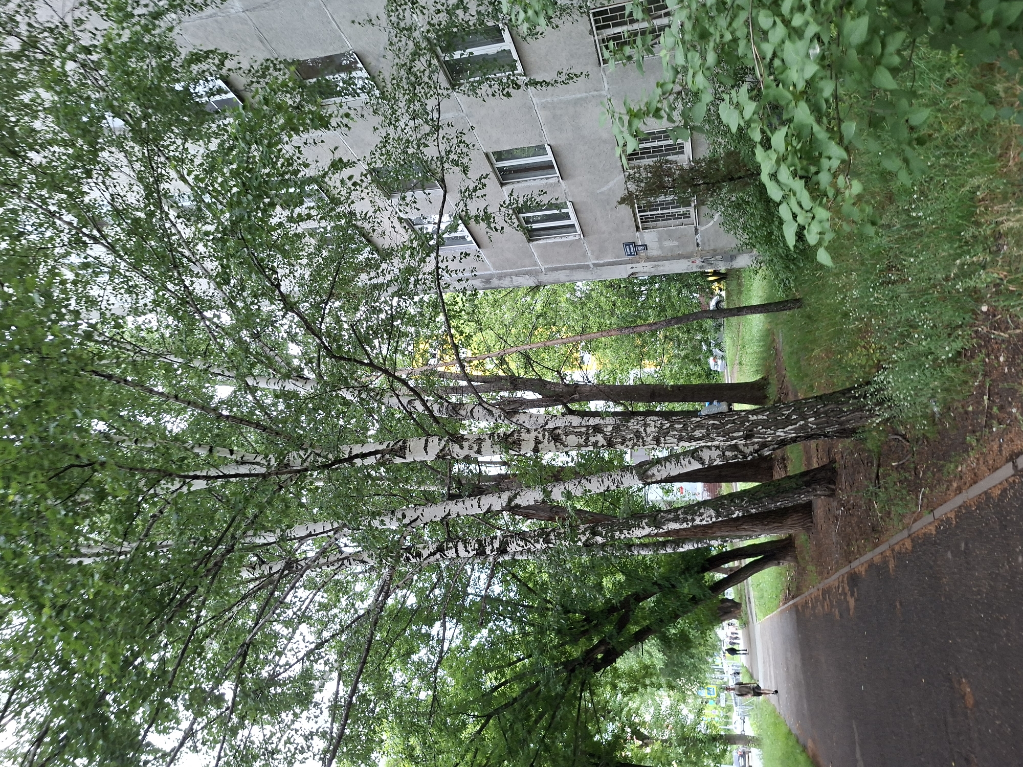The image depicts an exterior view of a residential building in Kazan, Russia. The building, constructed from grey concrete, features multiple windows, some with decorative grilles on the lower floors. In front of the building, a sidewalk runs alongside a path with trees and lush green foliage. Several birch trees with distinct white bark are prominent. The sidewalk is paved and bordered by a curb. In the distance, a few individuals are walking along the path. The environment suggests a residential neighborhood with a focus on green spaces.
