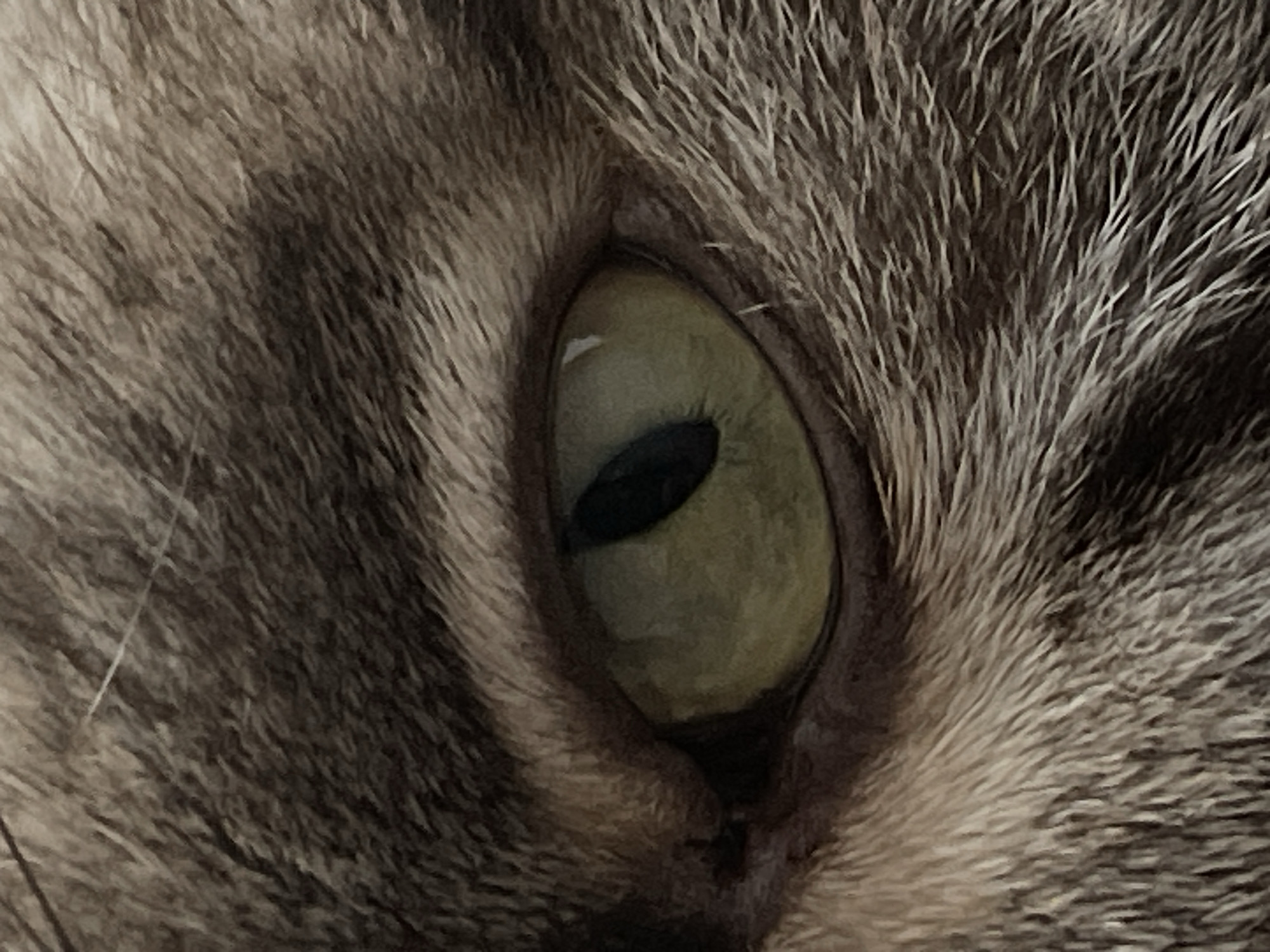 A close-up, eye-level, medium shot captures a cat's eye, detailed with soft, furry textures surrounding it. The eye itself is a striking pale green with a vertical black pupil. The fur, a mix of grey, brown, and white, appears thick and dense, with individual strands clearly visible. The lighting is soft, creating subtle shadows and highlighting the texture of the fur and the gleam within the cat's eye. The background is out of focus, with only the cat's fur visible, suggesting a shallow depth of field.