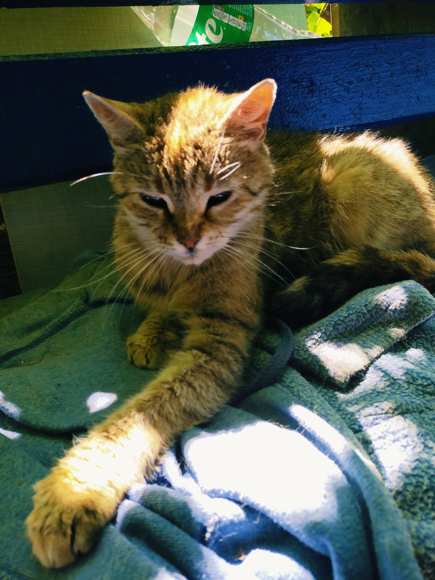 A tabby cat lies on a blue blanket on a wooden bench. The cat is basking in sunlight, with its fur illuminated. In the background, a green plastic bottle and sunlight filtering through foliage are visible. The scene appears to be outdoors.