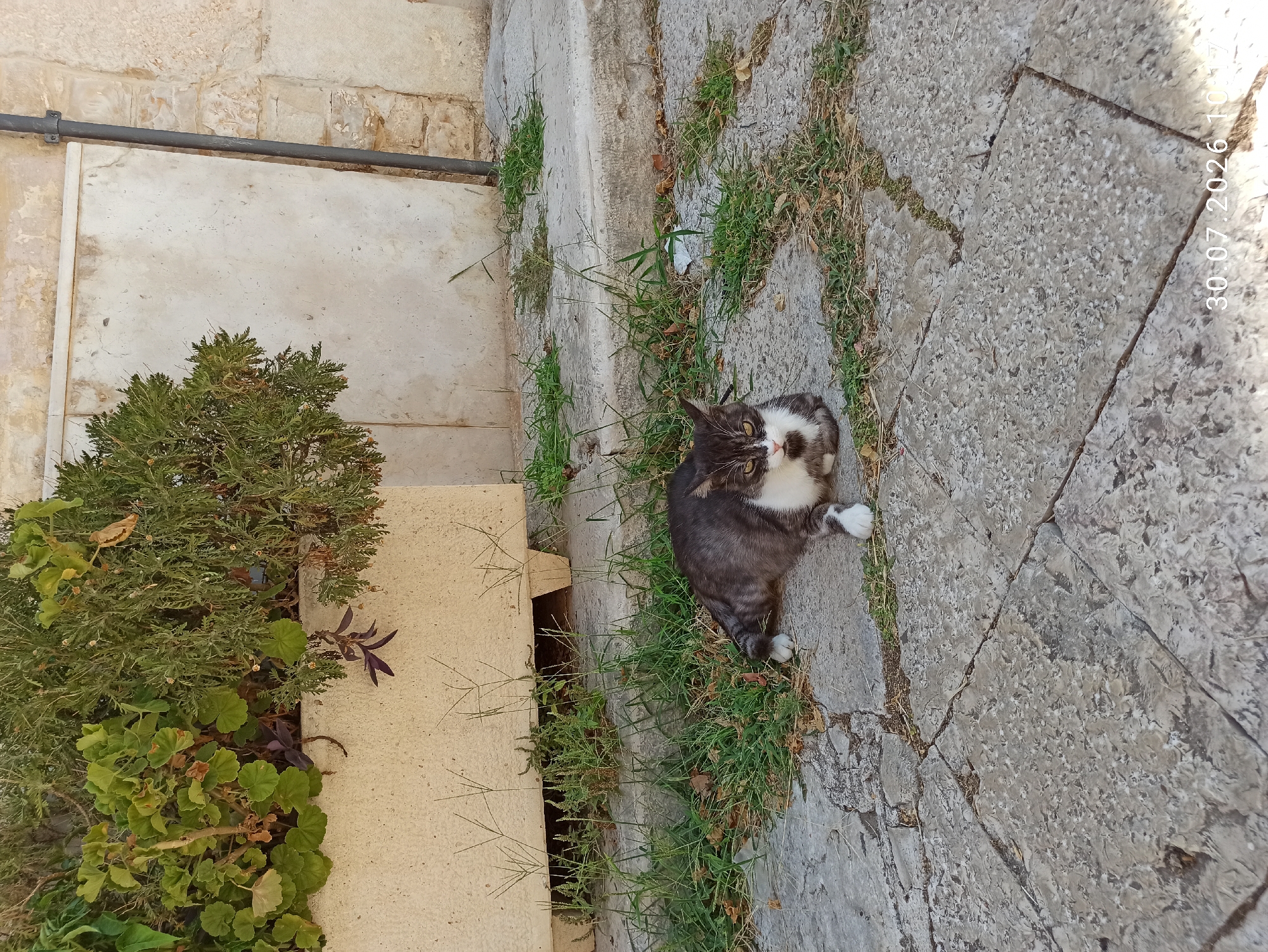 A tabby and white cat with yellow eyes lies on a stone-paved pathway near a planter with green plants. The cat is resting on its side, with its paws tucked in. The pathway is made of large, irregular stone slabs, and there is some grass growing between the stones. In the background, there is a light-colored wall and a dark pipe. The image is dated 30.07.2026. This scene is consistent with an outdoor setting in the historic center of Terlizzi, Italy, where such stone pathways and traditional planters are common.
