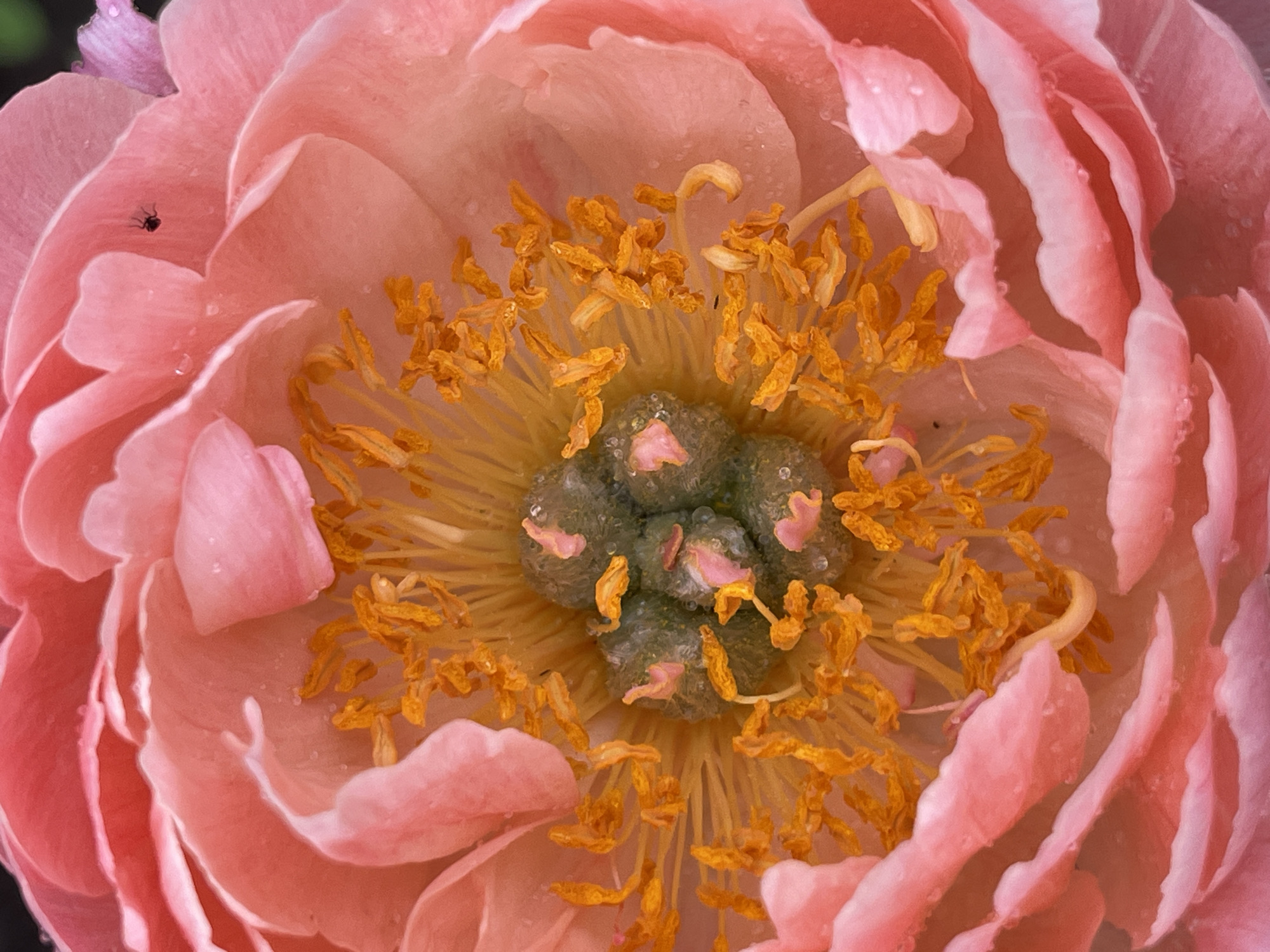 A macro photograph captures the center of a pale pink peony flower. The flower has many ruffled petals, some of which are lightly dewy. The central stamen are a vibrant yellow, tipped with orange pollen. In the center of the stamens is a cluster of green pistils, topped with small pink stigma. A tiny black spider is visible on one of the petals. The background is dark and out of focus. The image is well-lit, with the focus sharp on the flower's reproductive parts. The scene appears to be outdoors, possibly in a garden.