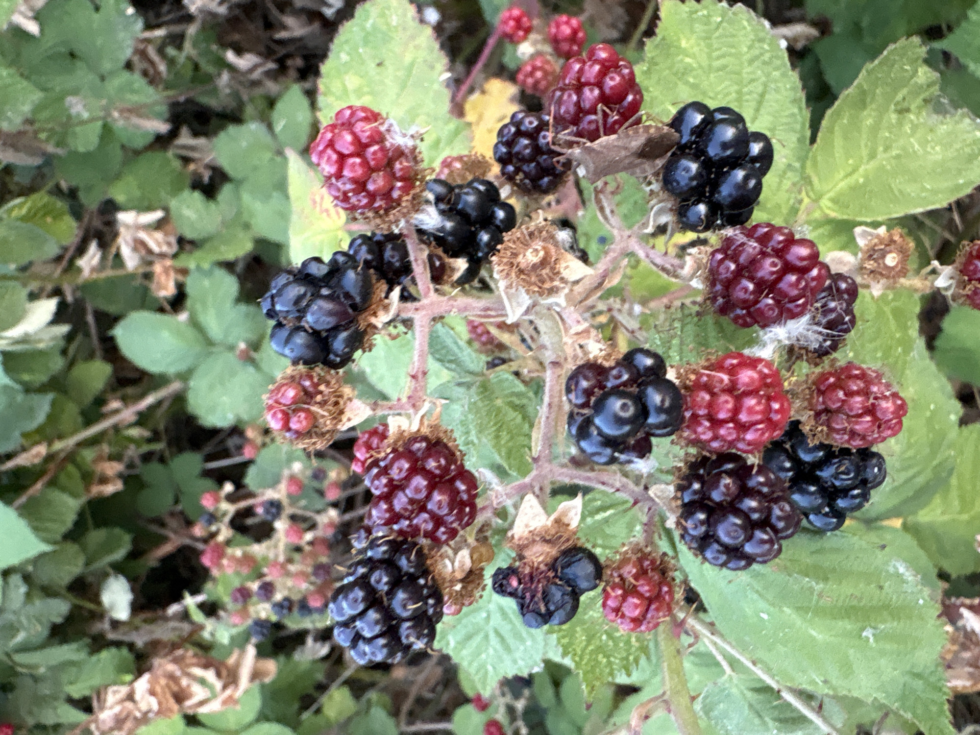 The image is a close-up, outdoor shot of a blackberry bush with ripe and unripe berries. The berries are clustered on branches with green leaves and thorny stems. Some berries are a deep purple-black, indicating ripeness, while others are red or pink, suggesting they are still developing. The background consists of more greenery and some dried leaves. There are no people, animals, or any other objects in the scene besides the blackberry bush. The image does not provide any information about a specific location within the city of Chelmsford, United Kingdom.