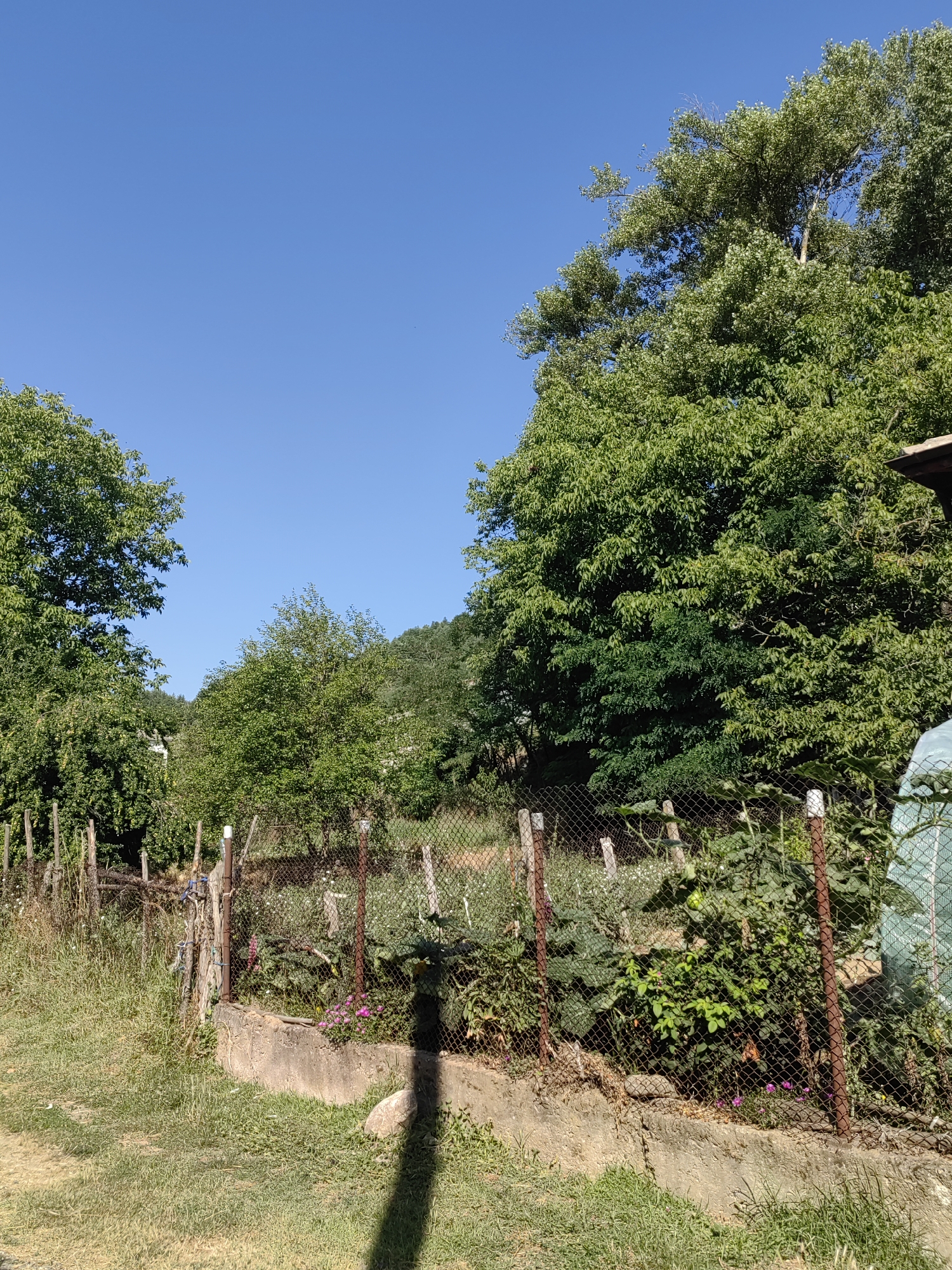 The image depicts a rural scene, likely in Djerovo, Bulgaria, under a clear blue sky. The foreground features a patchy, sunlit grassy area with a shadow cast by an unseen object. A concrete curb runs along the middle ground, supporting a fenced-in garden area. This garden contains a variety of green plants, some with small pink flowers, and a prominent fence made of wire mesh and wooden posts. Behind the garden, a dense line of trees forms the middle ground, with more trees and a sloping, verdant hillside in the background. To the far right, a portion of a building with a dark roof is visible, along with a green-covered object behind the fence. The overall impression is one of a natural, slightly overgrown, and tranquil outdoor setting.