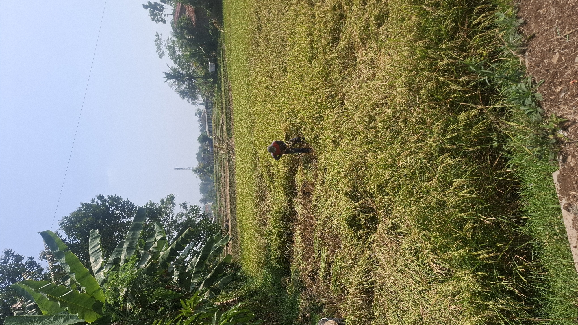 This is a full-shot, vertical, eye-level outdoor photograph taken in a rice field in Cianjur, Indonesia. In the middle ground, a single individual wearing a red shirt and dark pants is bent over, harvesting rice stalks by hand. The rice field itself is golden-brown and green, with some stalks already cut and lying on the ground. In the background, there are more rice fields, scattered trees, and a few buildings. The sky is clear and blue. The overall scene depicts agricultural activity in a rural setting.