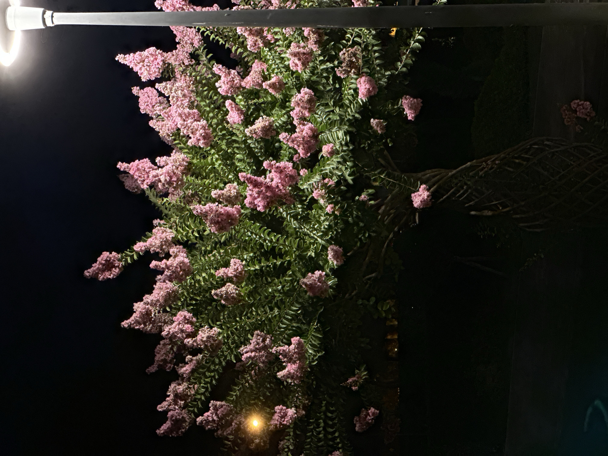 A Crape Myrtle tree in full bloom with pink flowers is illuminated by a street lamp at night. The tree has a twisted trunk and is surrounded by green foliage. The background is dark, indicating it is nighttime. A street lamp is visible on the right side of the image, and a smaller, yellow light source is visible on the left. The location is Fethiye, Turkey.