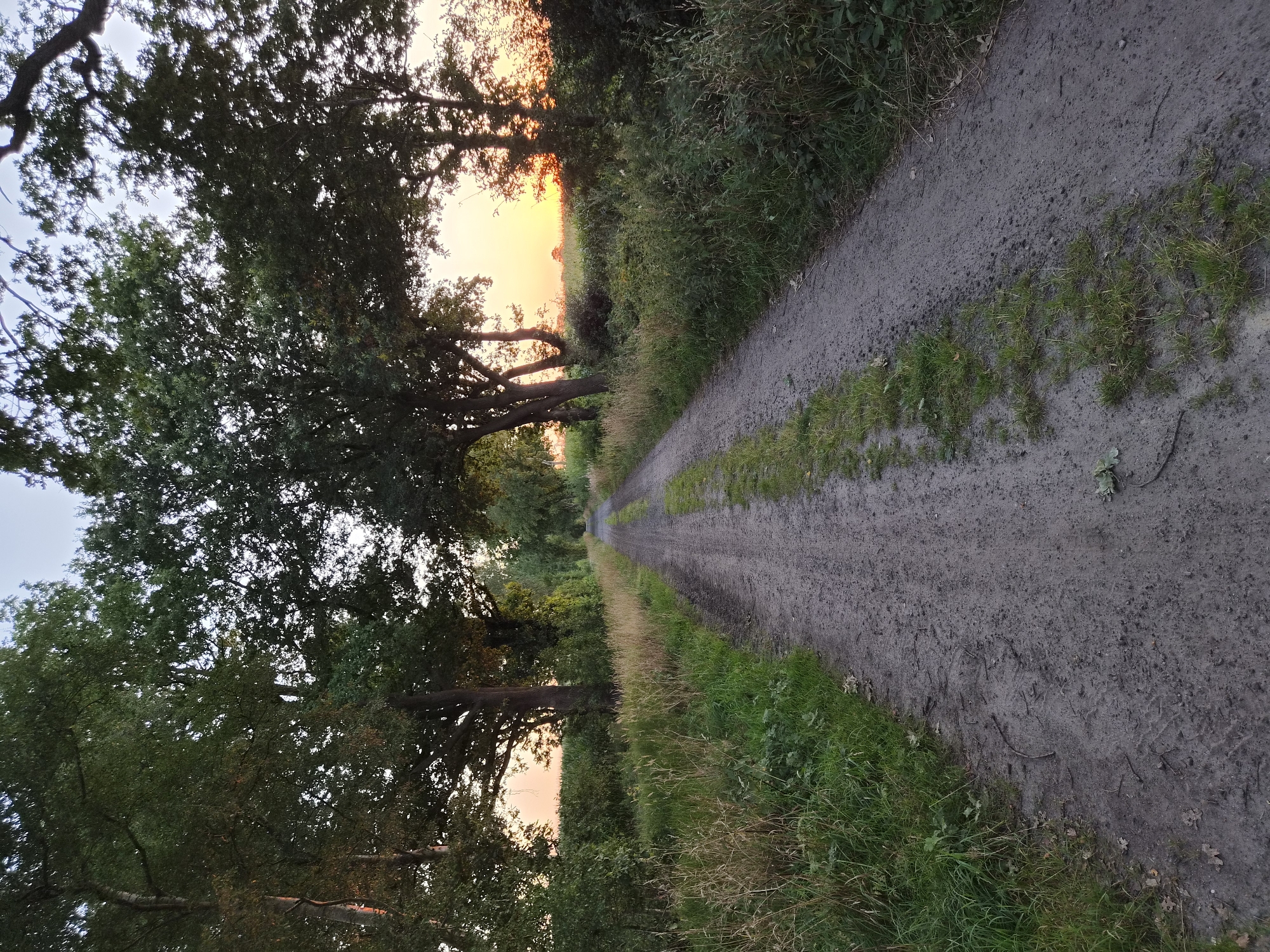 The image shows a dirt road leading into the distance, bordered by lush green vegetation and trees on either side. The road is somewhat uneven with patches of grass growing in the middle and on the edges. Sunlight filters through the trees from the right side of the frame, illuminating the sky with warm hues of orange and yellow, indicating it is either sunrise or sunset. The overall environment appears to be rural, possibly in the outskirts of Schiffdorf, Germany, given the presence of trees and the natural landscape. There are no people or animals visible in the frame. The scene is peaceful and serene, capturing a quiet moment in nature.