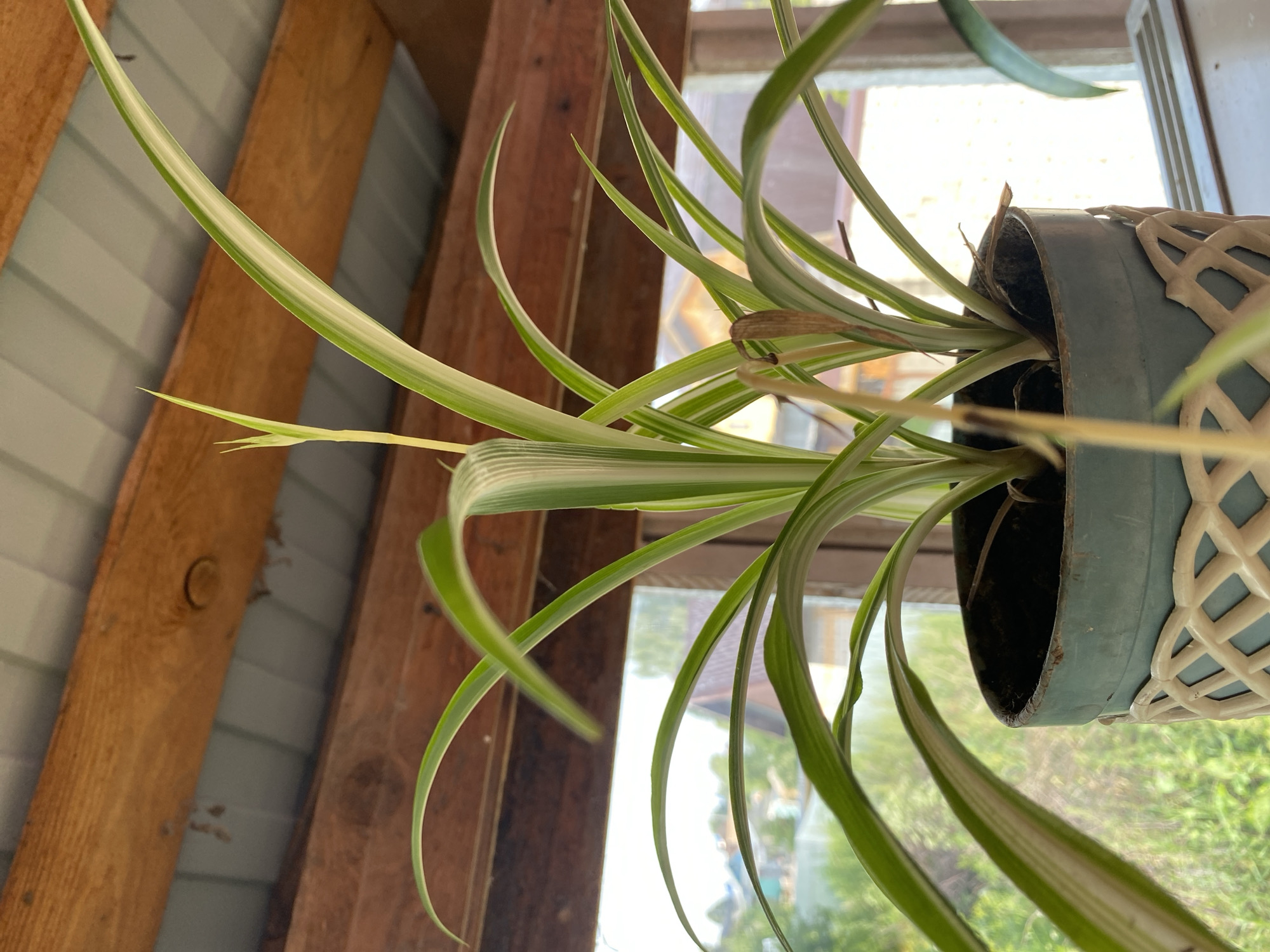 This is a close-up, low-angle shot of a spider plant in a teal pot with a decorative cream-colored lattice sleeve. The plant has long, variegated green and white leaves that arch outwards. A new shoot, thin and pale green, is emerging from the center of the plant. In the background, out of focus, is a window with a view of houses and trees, suggesting an outdoor or semi-outdoor setting. Above the plant, wooden beams and corrugated roofing are visible, indicating a structure such as a porch or greenhouse. The scene is likely located in Zelenodol'sk, Russia, given the context provided.