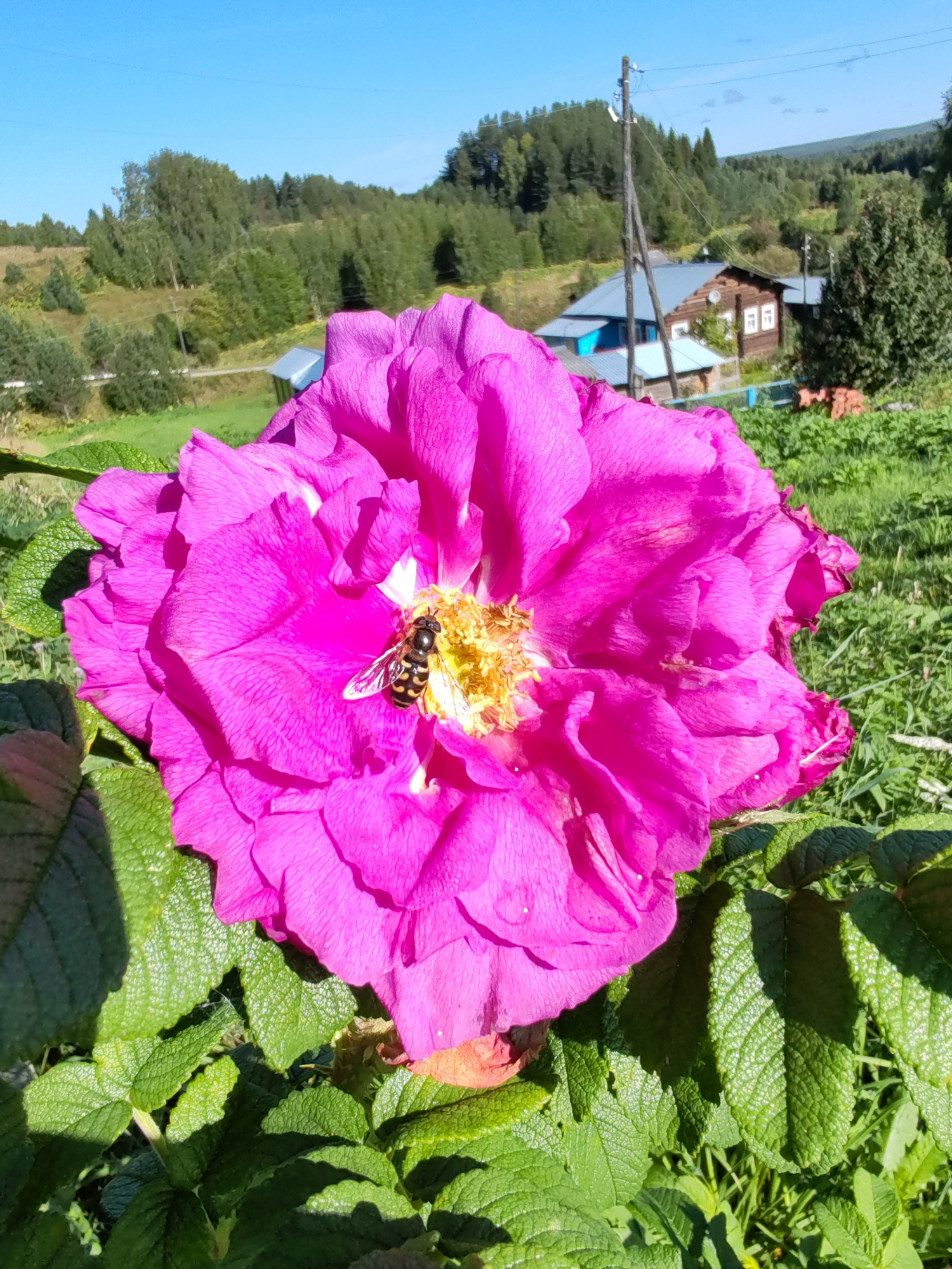 A close-up, eye-level, outdoor shot focuses on a vibrant pink rose with a hoverfly on its yellow center. The rose is large with many ruffled petals and is positioned in the foreground, partially obscuring green leaves. In the background, a rural landscape unfolds under a clear blue sky. Rolling hills covered with green trees and shrubs recede into the distance. Two rustic wooden houses with blue and gray roofs are nestled among the trees, with a wooden utility pole and wires visible between them. The setting appears to be a village in a natural, hilly environment, consistent with the countryside of Чухлэм, Russia. The lighting suggests it is daytime with bright sunlight casting shadows.