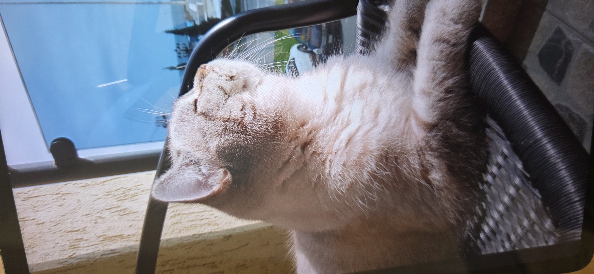A light-colored, fluffy cat is captured in a close-up shot, basking in sunlight. The cat is lying down on a chair, with its eyes closed and face tilted upwards, seemingly enjoying the warmth. The chair appears to be made of woven material and has a dark, possibly metal, frame. In the background, through a window, a bright blue sky is visible, with some indistinct structures and vehicles suggesting an outdoor or semi-outdoor urban setting. The overall impression is one of peaceful relaxation. The image does not contain any specific landmarks or contextual clues to pinpoint a location within Sumgayit, Azerbaijan.
