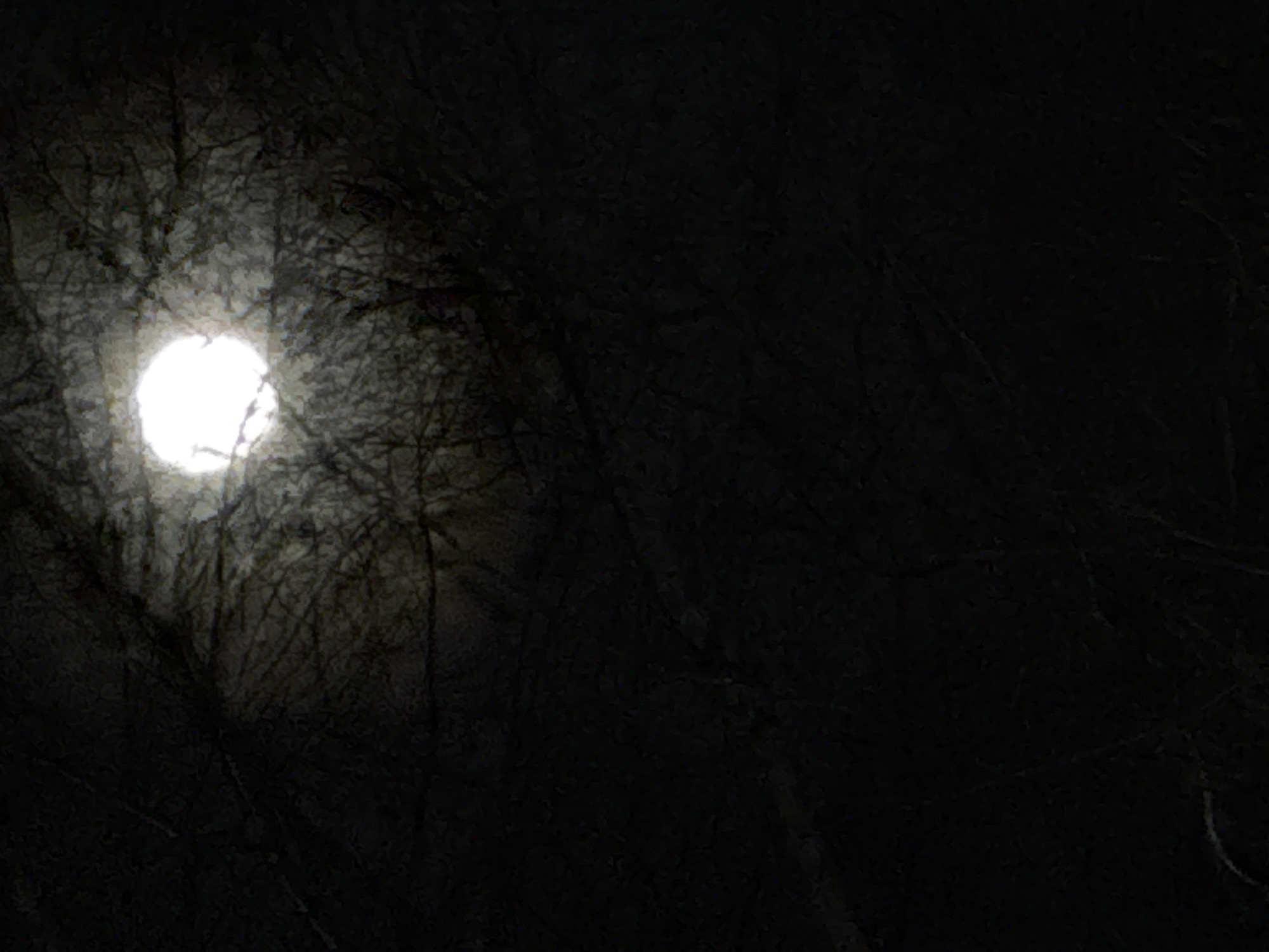 The image depicts a bright, circular object, likely the moon, shining through a dense network of dark, bare tree branches. The background is predominantly black, suggesting a night scene. The location is unknown and there is no indication in the image that it is in Votkinsk, Russia. There are no people or specific objects visible beyond the moon and trees. The action appears to be light filtering through the tree branches. The environment suggests a wooded area or park at night.