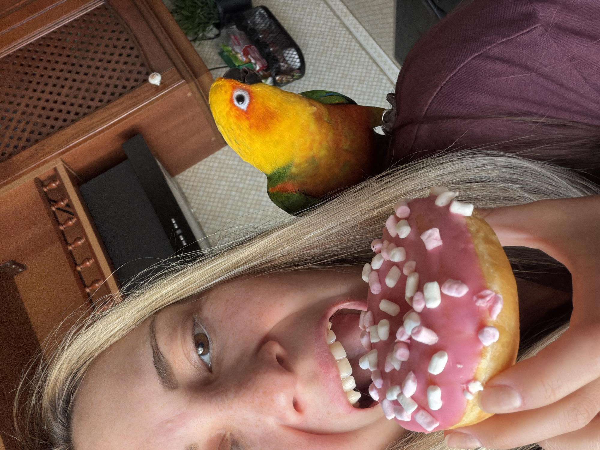 A woman with blonde hair is holding a pink frosted donut with marshmallows up to her open mouth. A colorful parrot is perched on her shoulder. The setting appears to be indoors. The location is not indicated in the image.