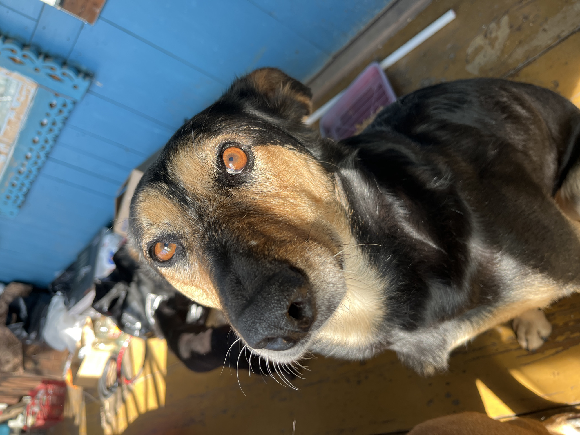 A close-up, high-angle shot shows a German Shepherd-mix dog with amber eyes and black and tan fur. The dog is sitting on a yellow surface, possibly a wooden deck or floor, in front of a bright blue wall. In the background, there are various objects including plastic bags, boxes, and a red basket, suggesting a cluttered or storage area. The lighting suggests an outdoor or well-lit indoor environment. There is no indication of the city of Nizhny Tagil, Russia, in the image.