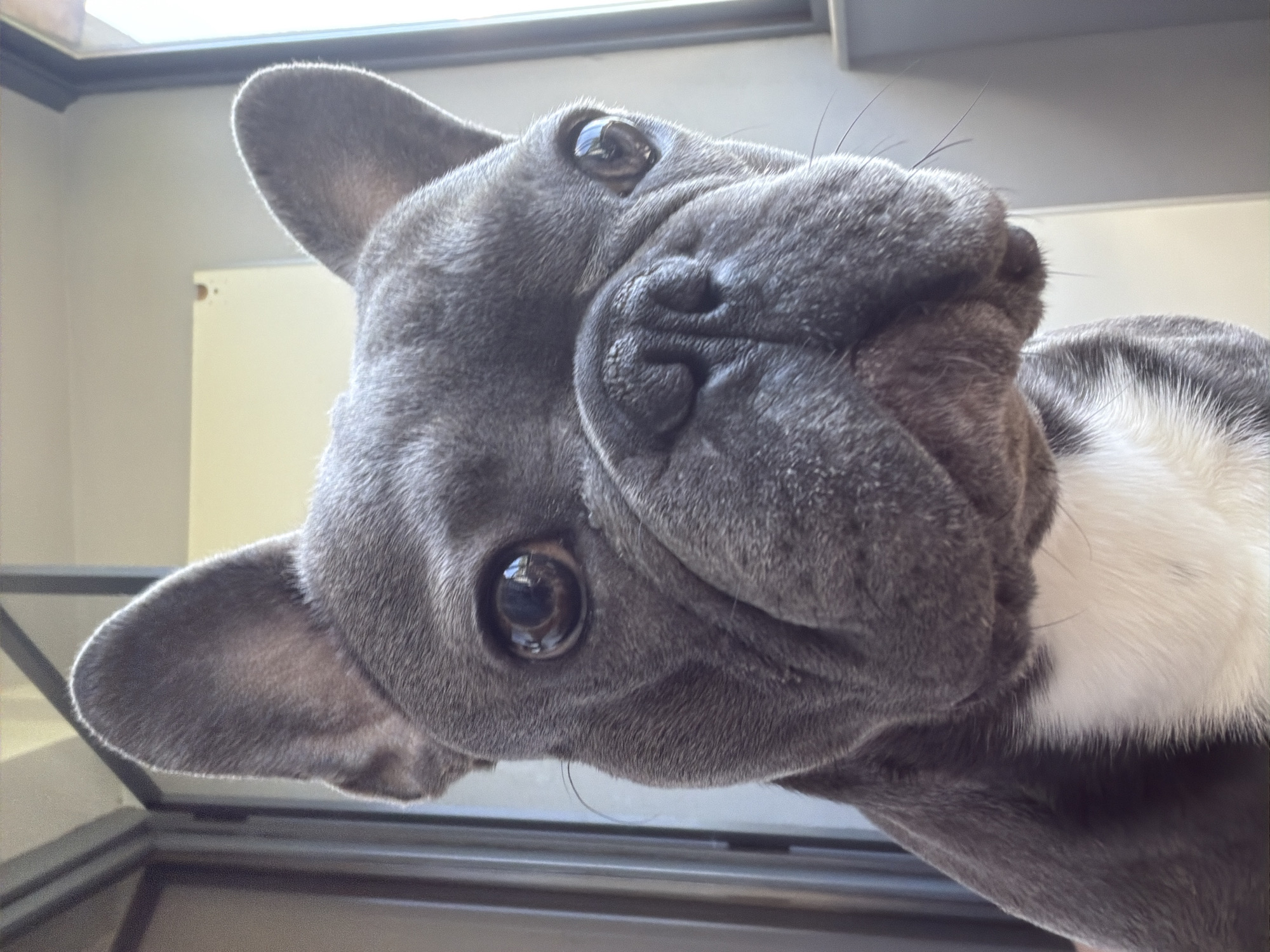 This is a close-up, eye-level, full-body photograph of a grey French bulldog facing the camera. The dog has a white patch of fur on its chest. The background is blurred and appears to be indoors, with a doorframe or window on the left and a plain wall on the right. There is no identifiable location in the city of Ruse, Bulgaria visible in the image.