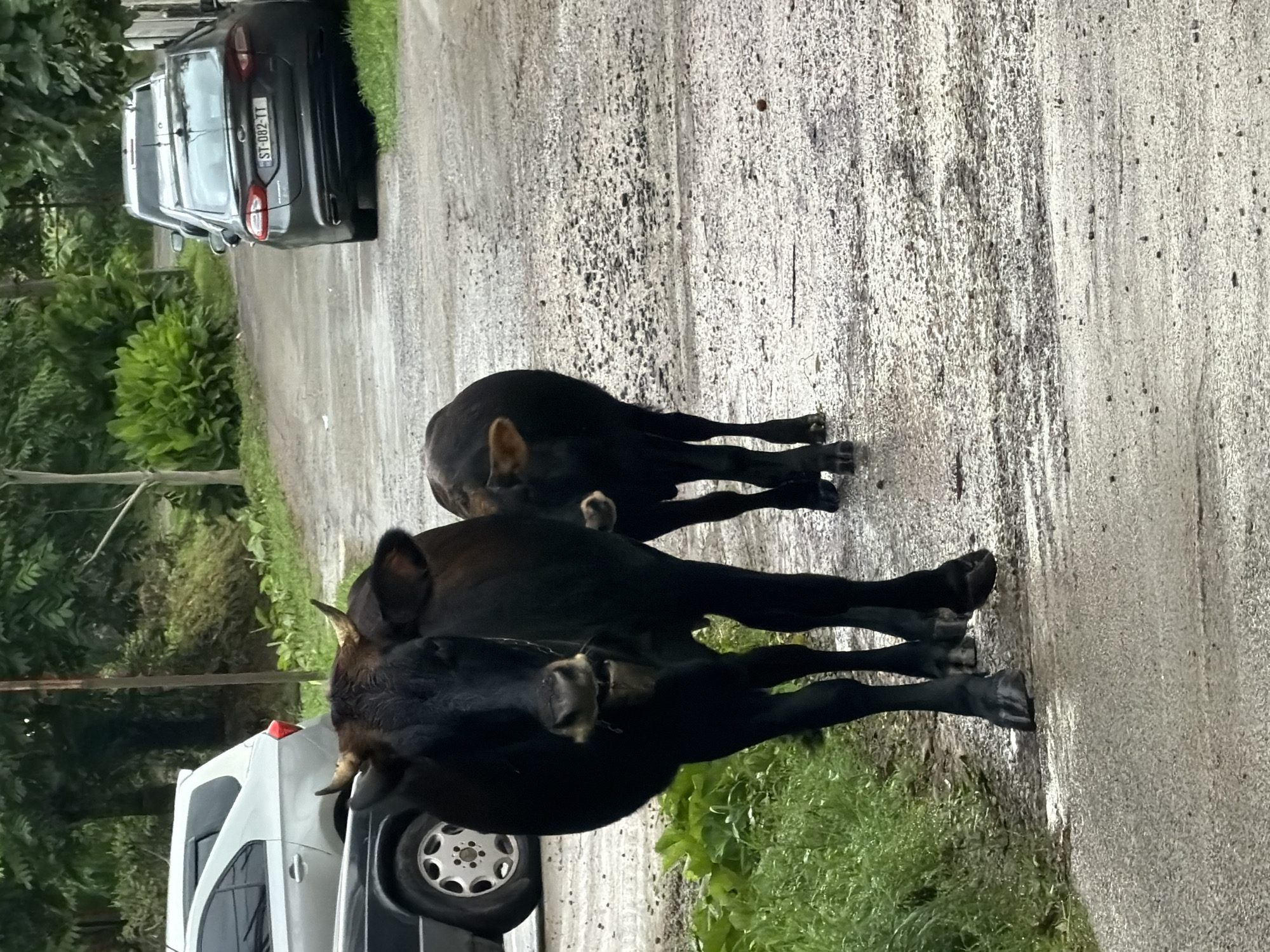 The image depicts a rural road in Stalinisubani, Georgia, with two black cows walking towards the camera. The larger cow is in the foreground, directly facing the viewer, while a smaller cow stands slightly behind and to its right. The road is paved with gravel and appears wet, suggesting recent rain. On the left side of the road, a silver car is parked, and a black car is partially visible behind it. A lush green embankment runs along the left side of the road, bordered by trees and foliage in the background. On the right side of the road, another car, a dark sedan with a license plate reading "ST-082-TT," is parked. The environment appears natural and somewhat overgrown, consistent with a rural setting in Georgia.