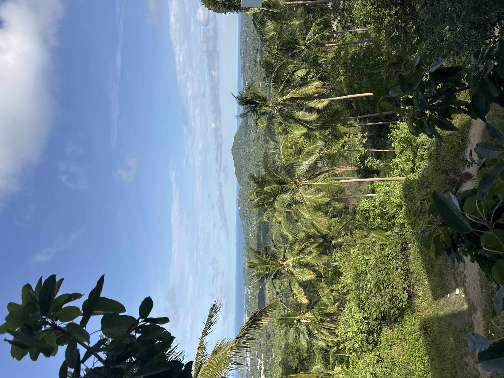 The image shows a panoramic view of a lush, tropical landscape from an elevated vantage point, likely in Ban Tai Subdistrict, Thailand. The foreground features dark green foliage, including large leaves and branches, framing the view. Dominating the midground is a dense forest of palm trees with their characteristic fronds reaching towards the sky. Beyond the palm trees, the landscape descends into rolling hills covered in verdant vegetation, interspersed with buildings that suggest a populated area. In the background, the calm blue ocean stretches to the horizon, meeting a pale blue sky dotted with scattered white clouds. The scene is bathed in natural daylight, creating dappled shadows on the ground and highlighting the vibrant greens of the foliage. There are no people or animals visible in the image.